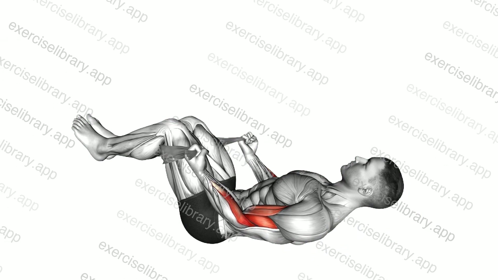 Lying Double Legs Biceps Curl with Towel demonstration