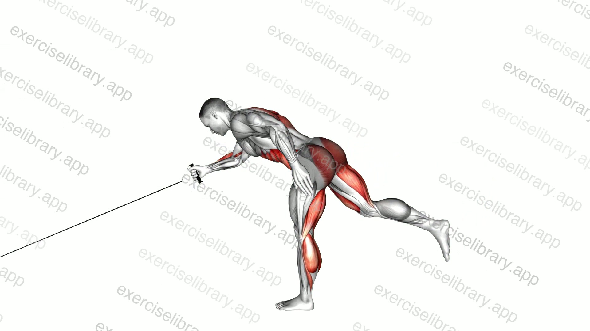Band Single Stiff Leg Deadlift with Single Arm Row demonstration