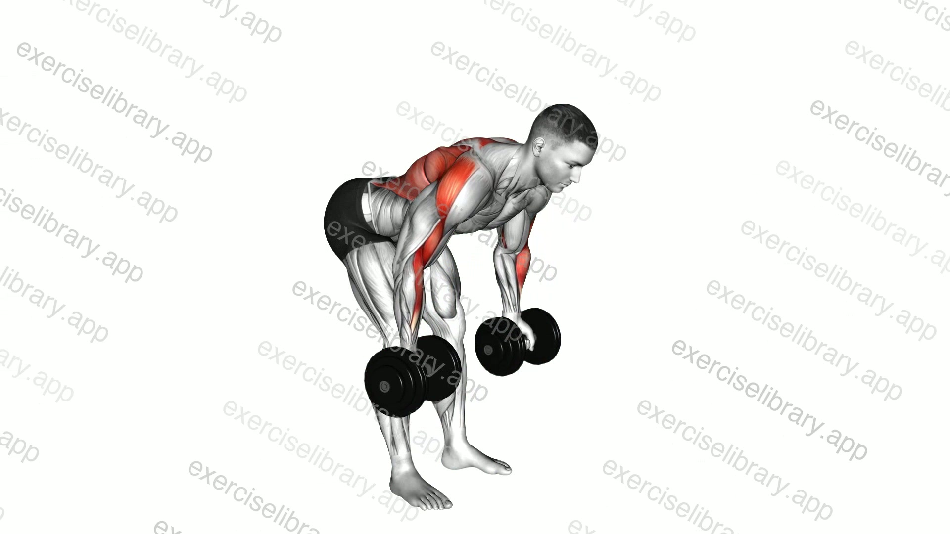 Dumbbell Bent Over Reverse Row demonstration