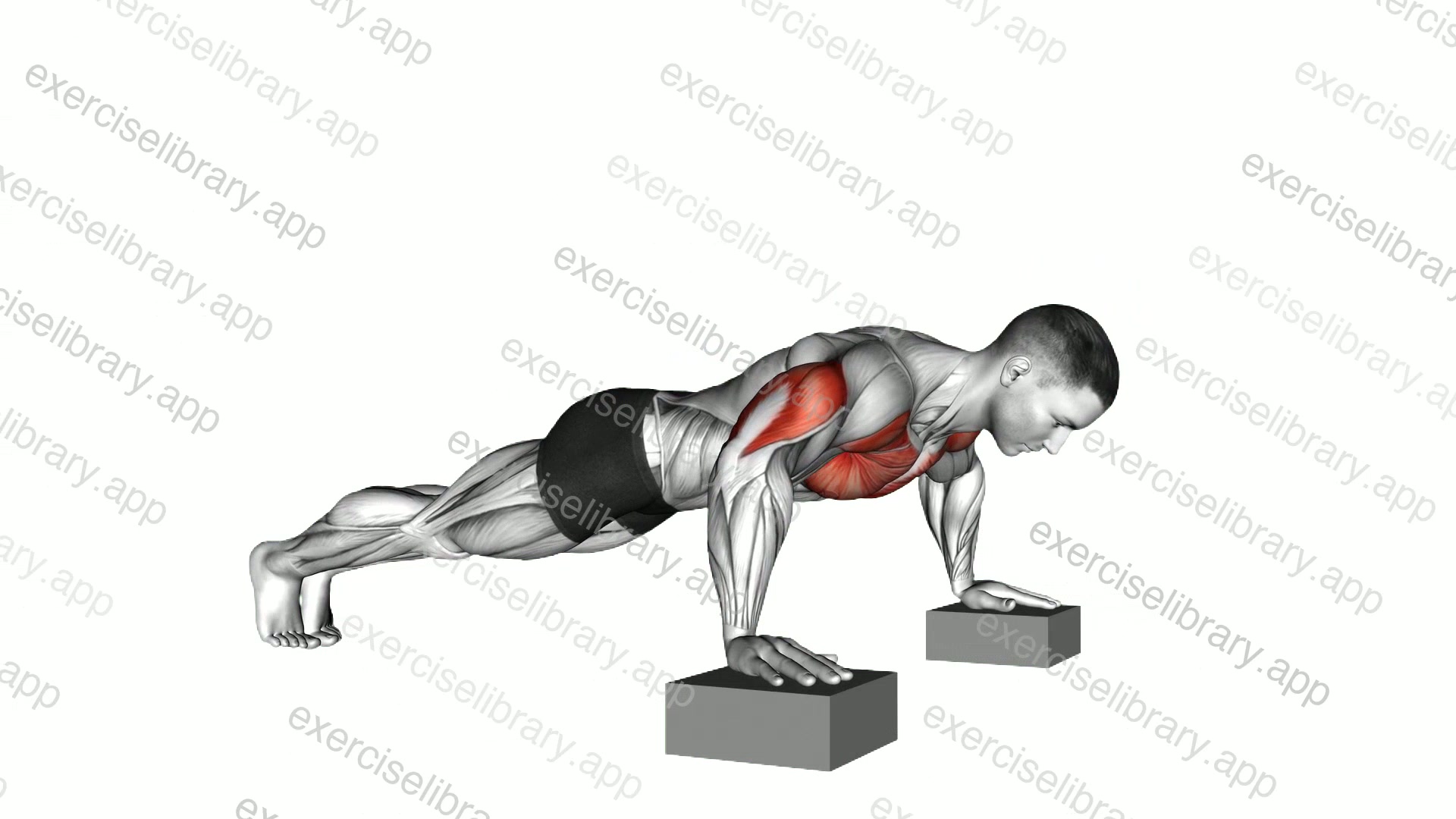 Elevanted Push-Up demonstration