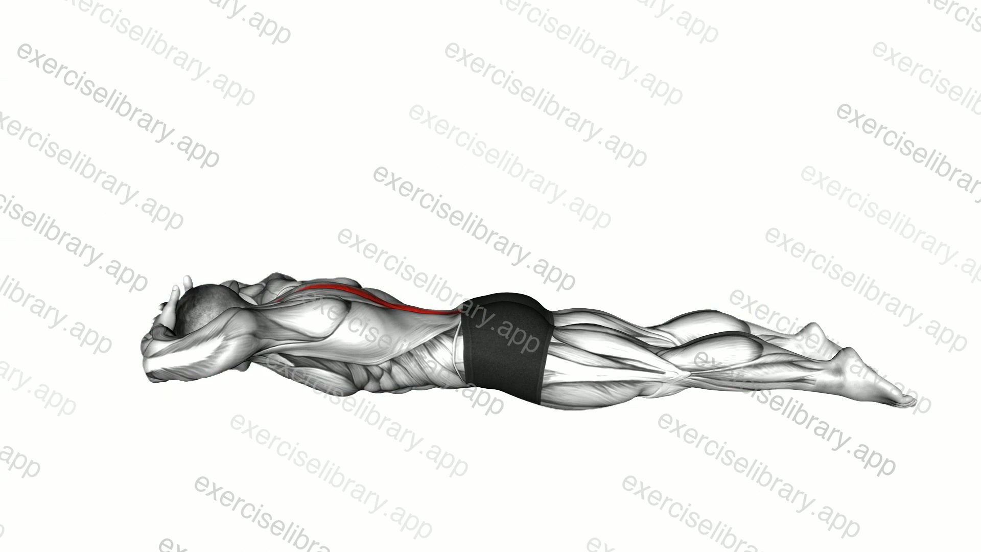 Lying Floor Hyperextension demonstration
