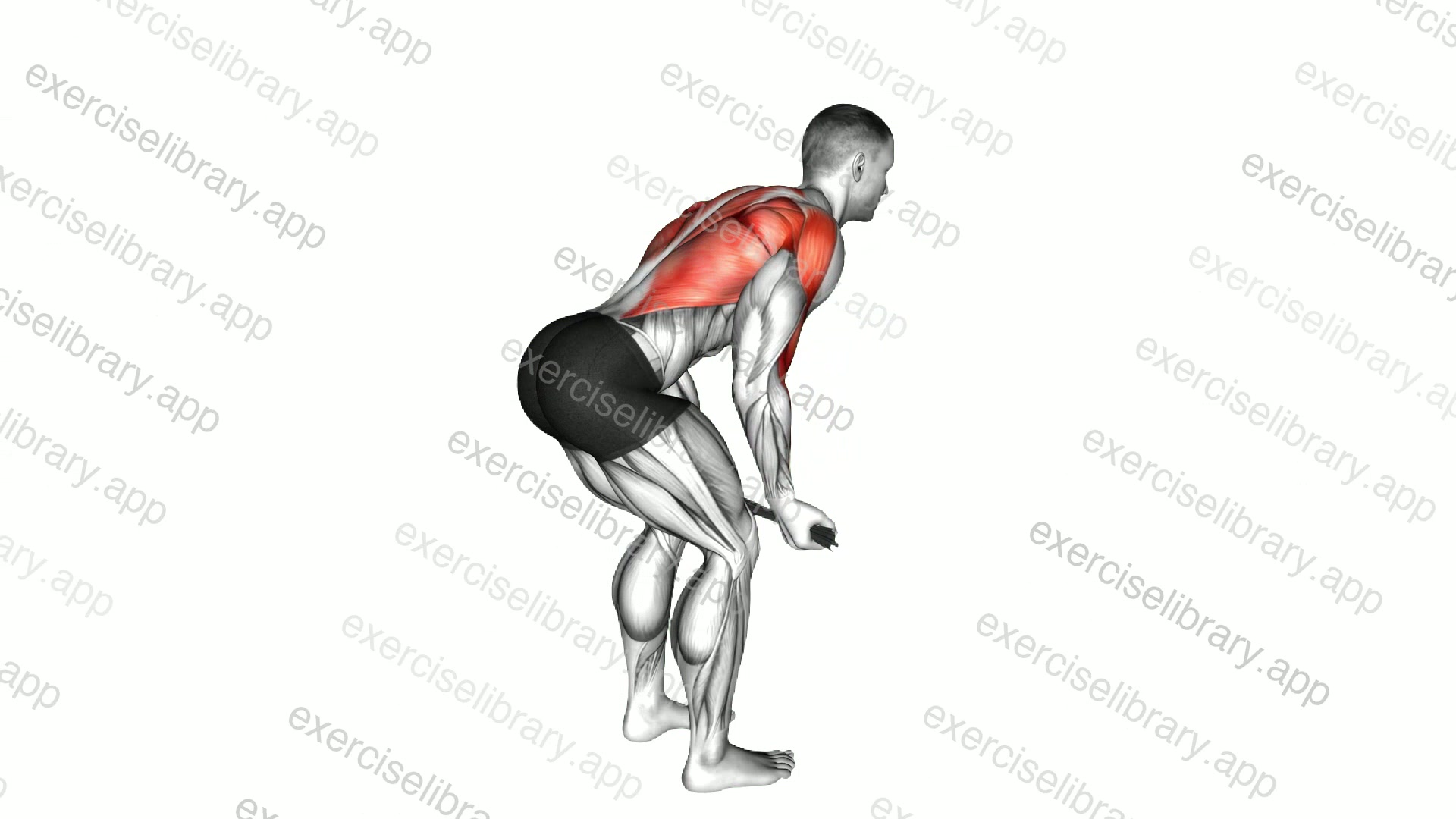 Bent over Row with Towel demonstration