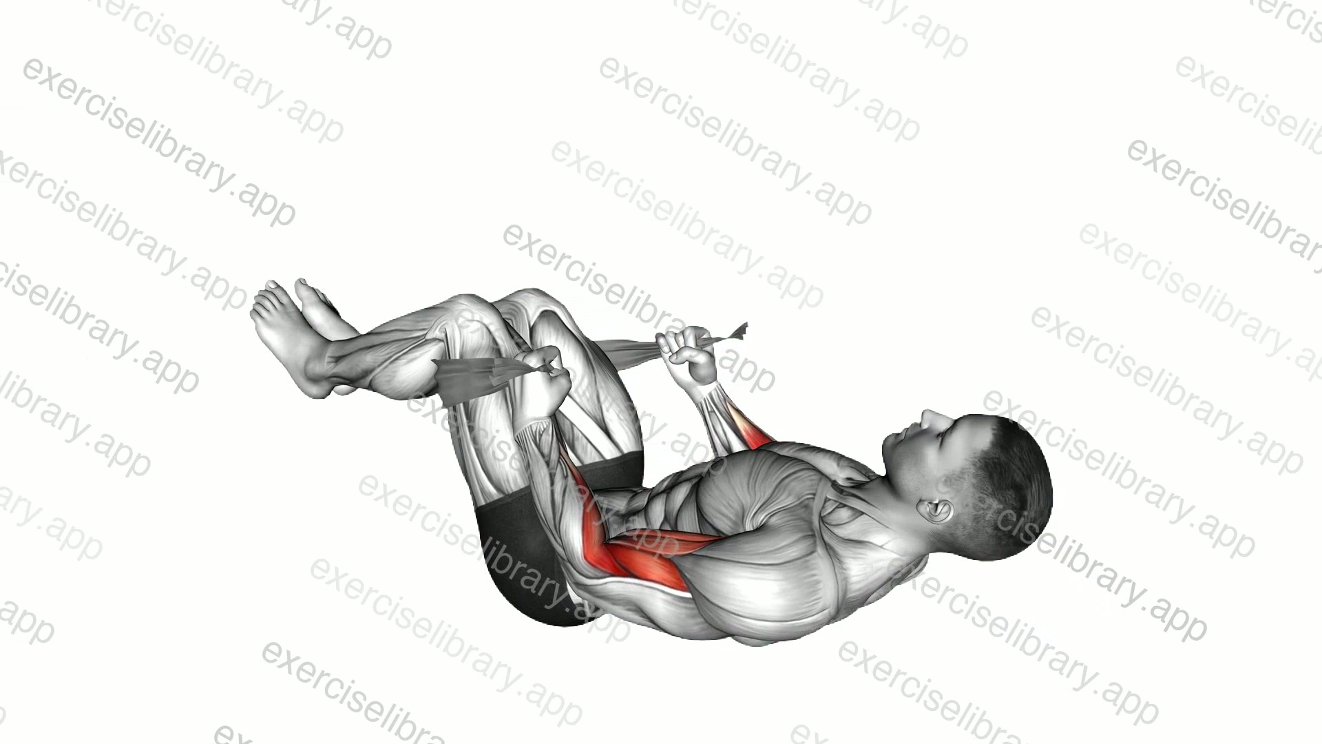 Lying Double Legs Hammer Curl with Towel demonstration