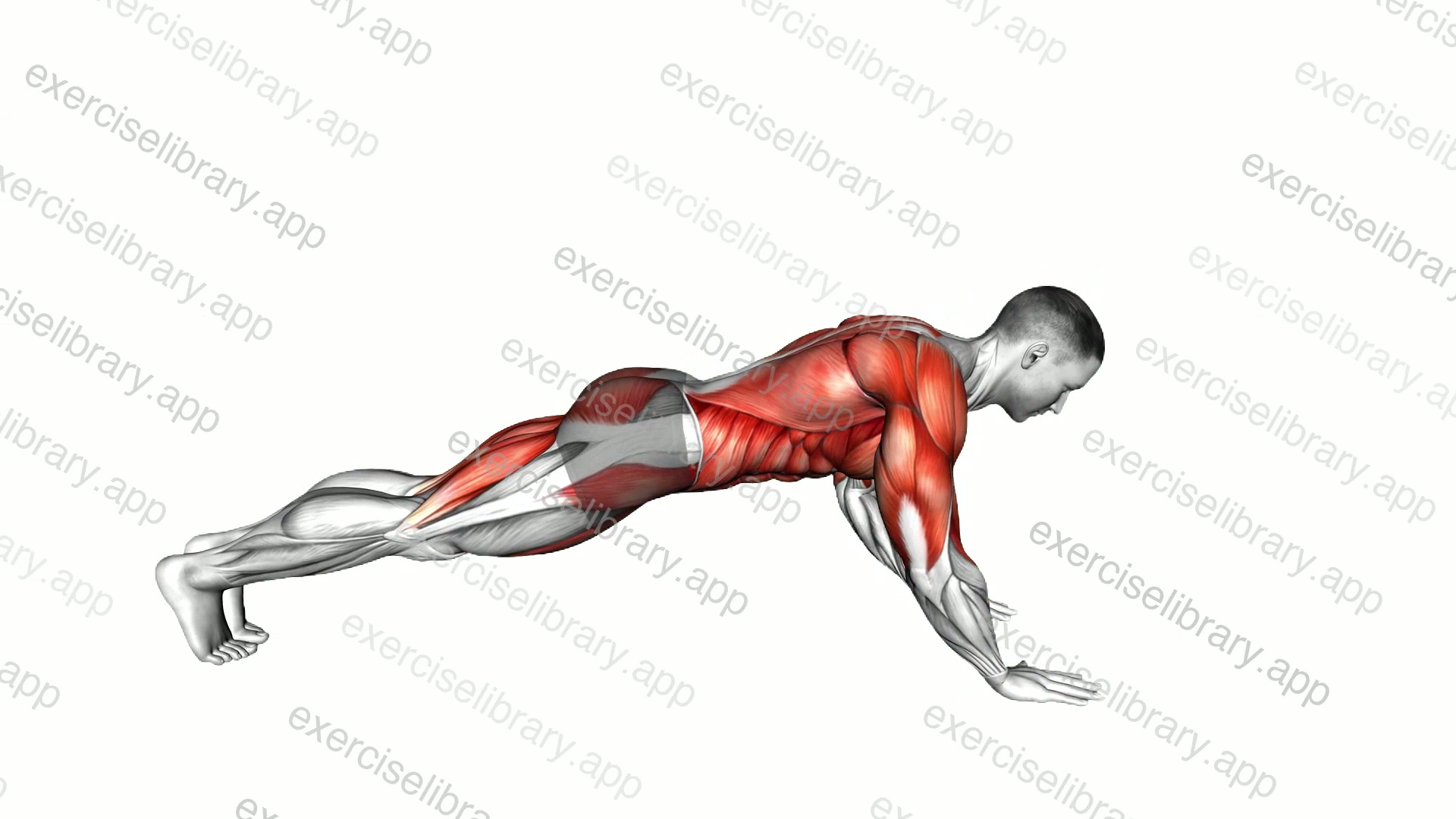 Front Plank Walkout demonstration