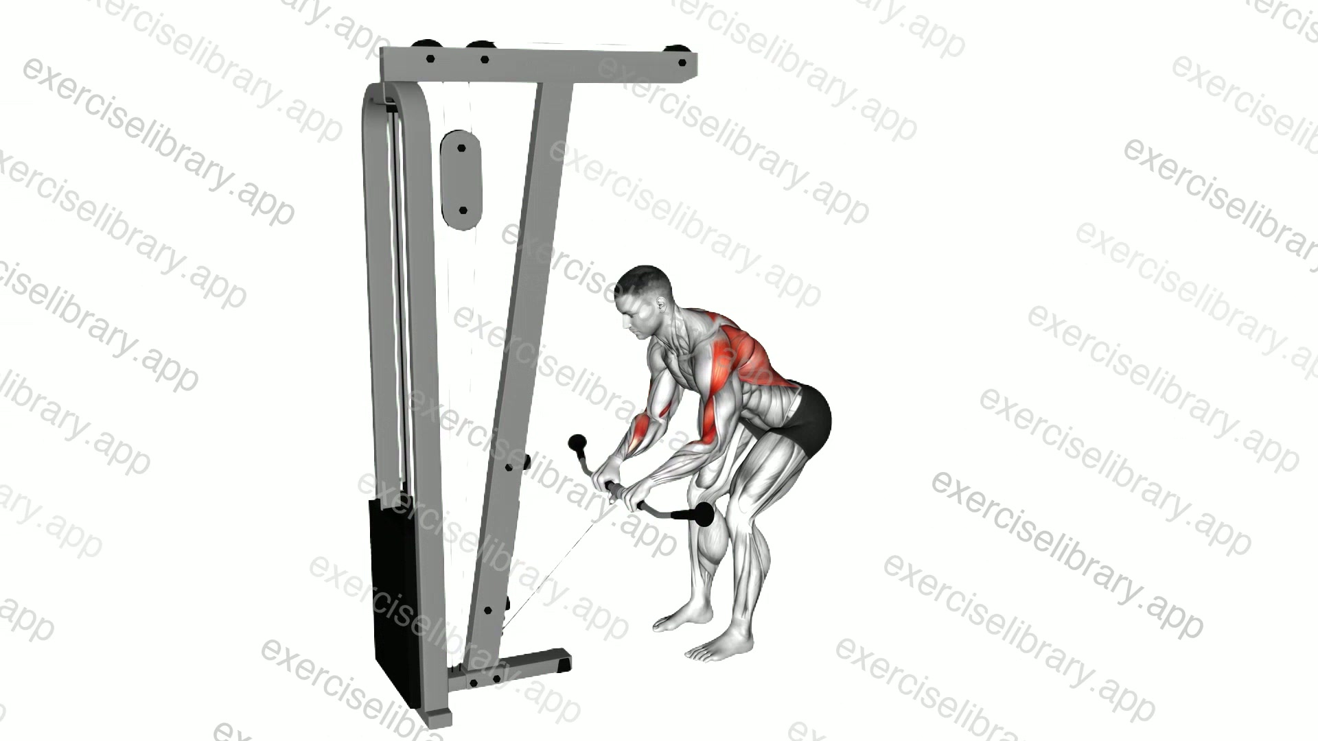 Cable Bent Over Row demonstration