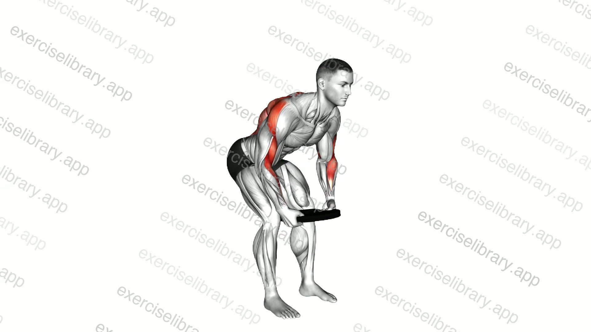 Weighted Plate Bent Over Row demonstration