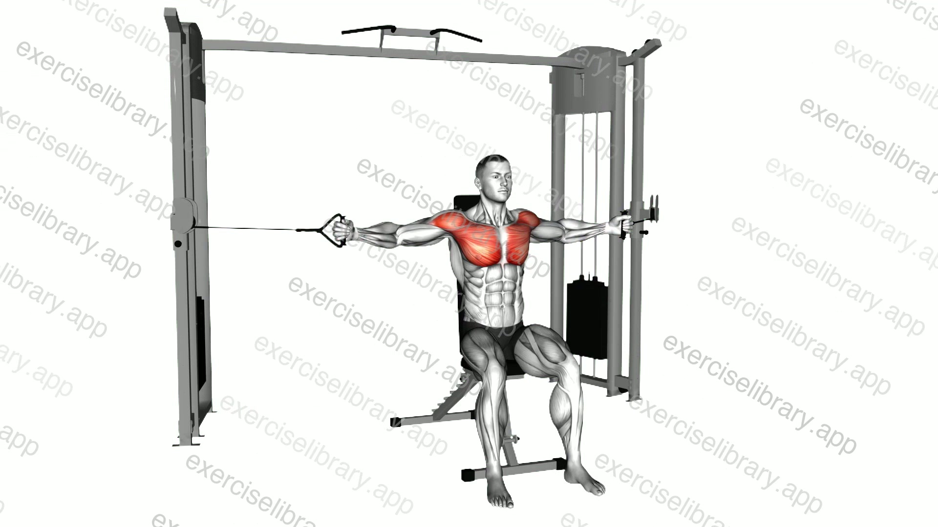 Cable Seated Chest Fly demonstration