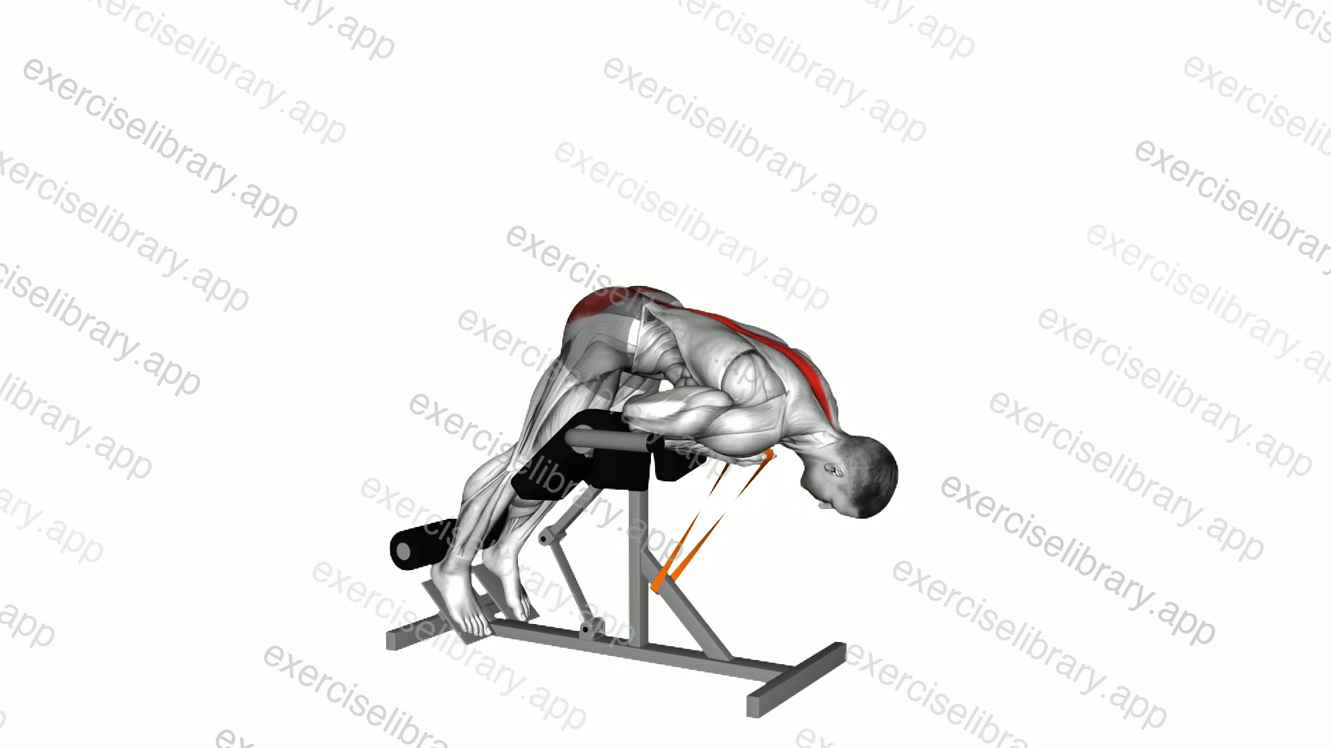 Resistance Band 45 degrees Hyperextension demonstration