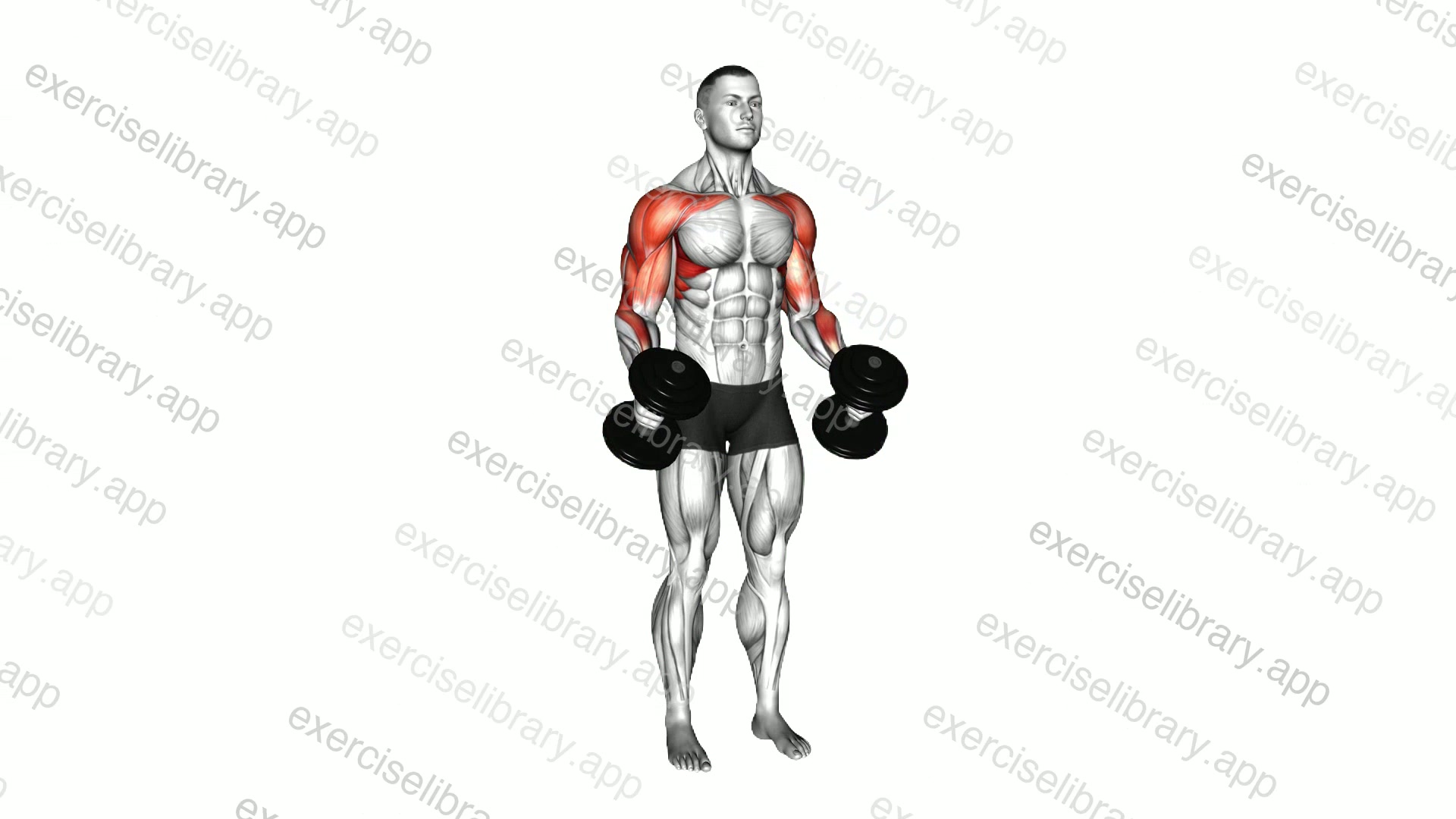Dumbbell Poliquin Lateral Raise demonstration