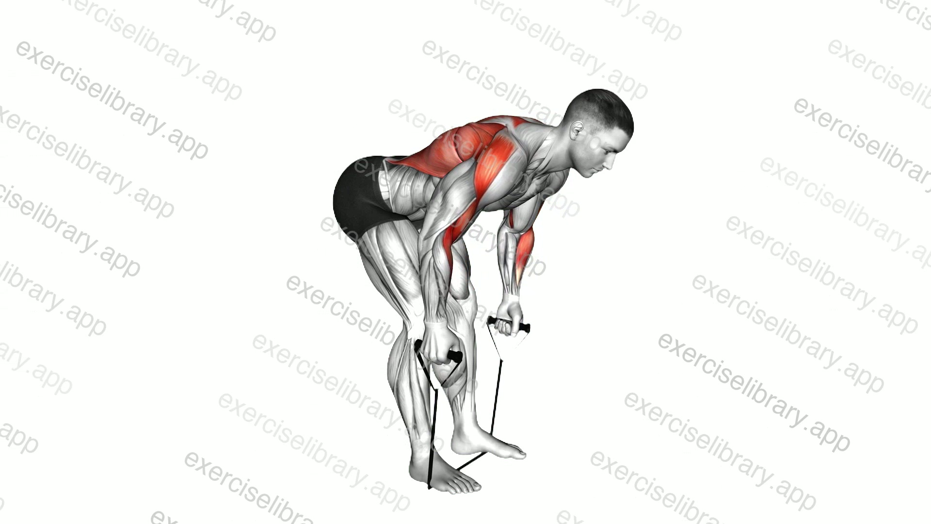 Band bent over row demonstration