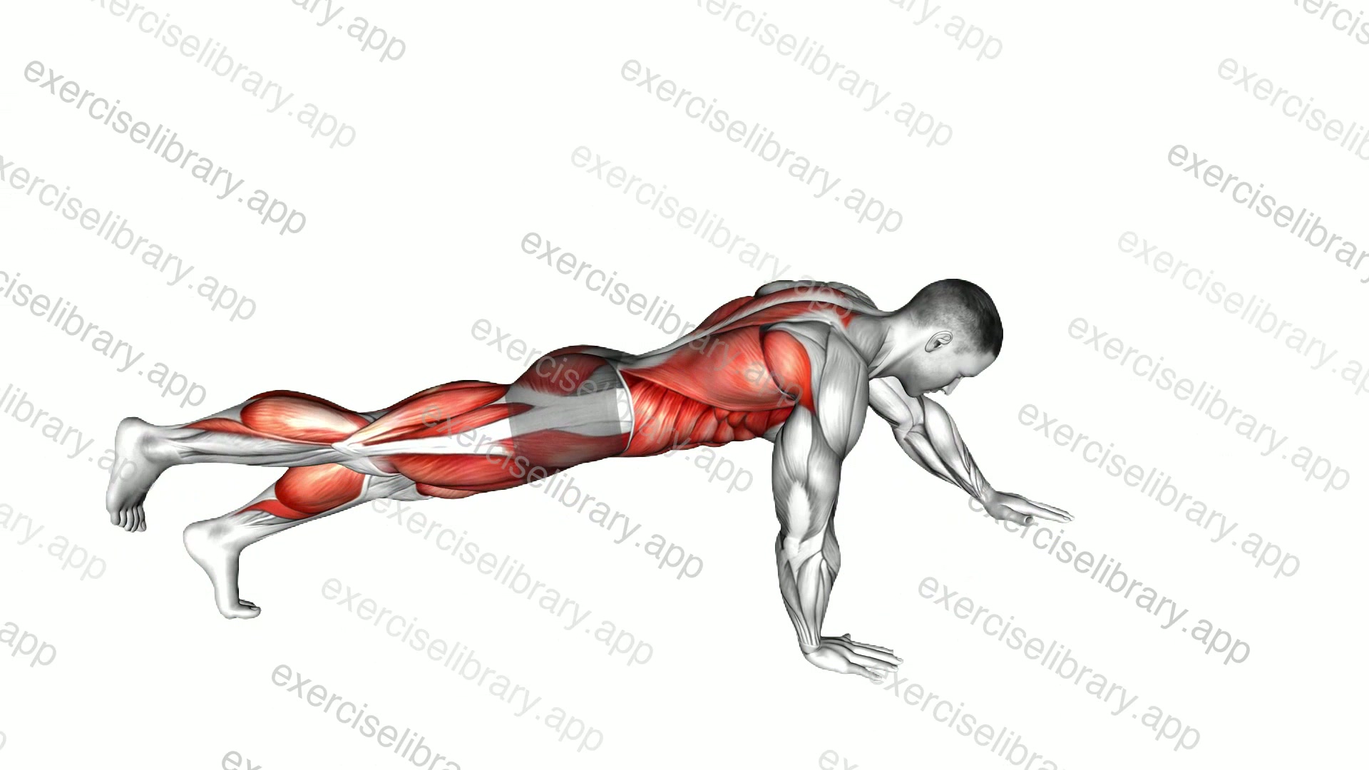 Front Plank with Arm and Leg Lift demonstration
