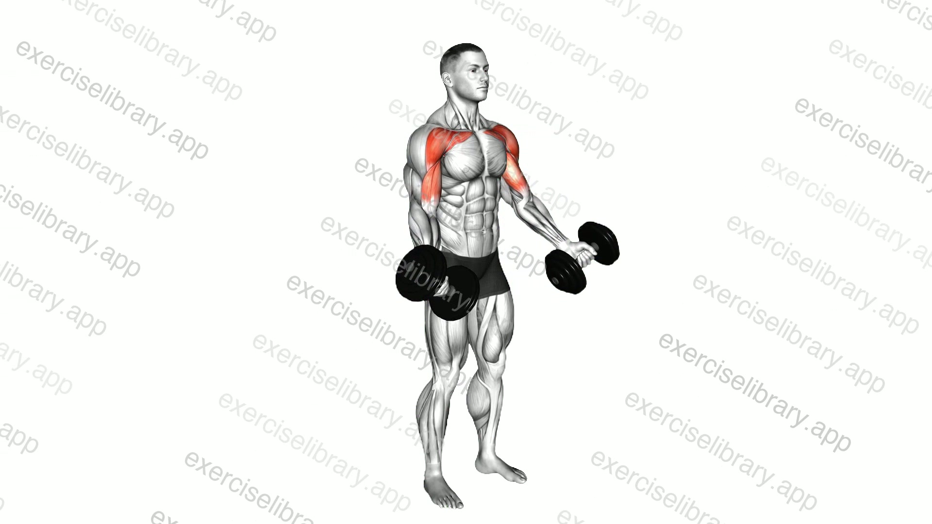 Dumbbell Low Fly demonstration