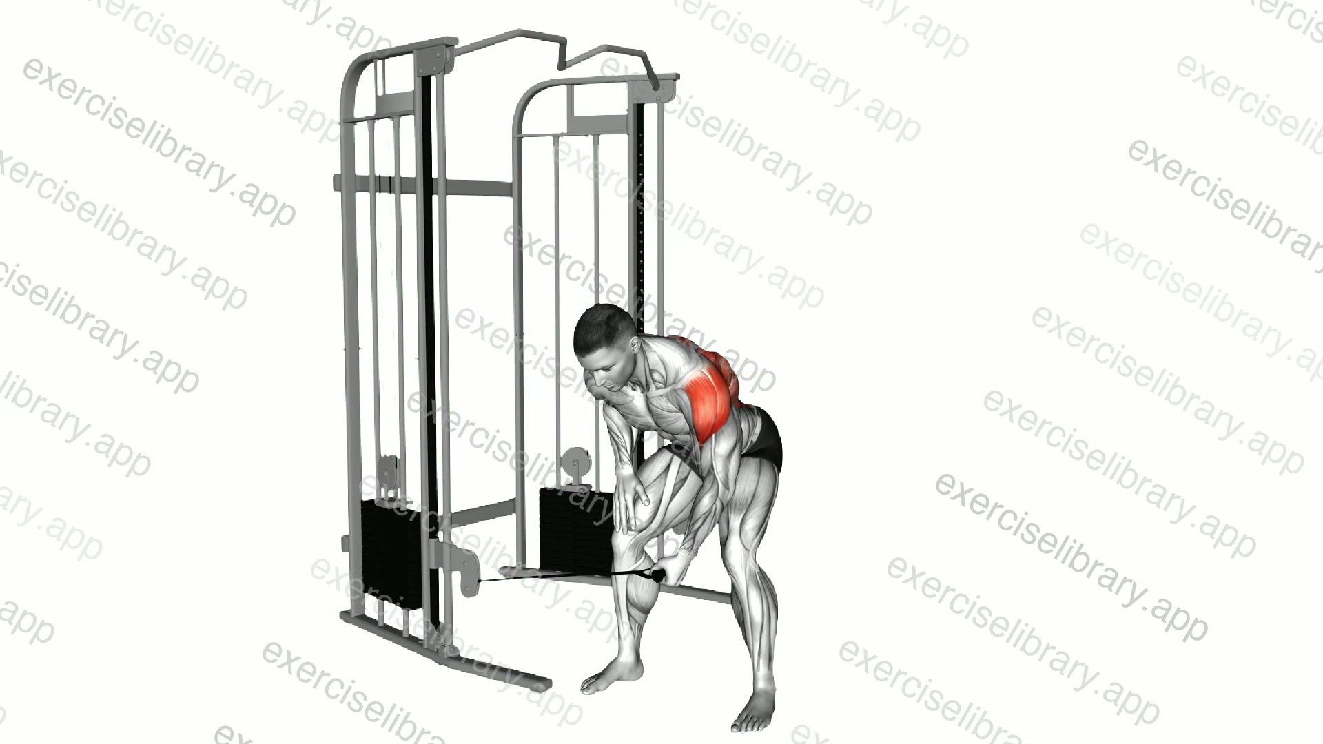 Cable Bent Over One Arm Lateral Raise demonstration