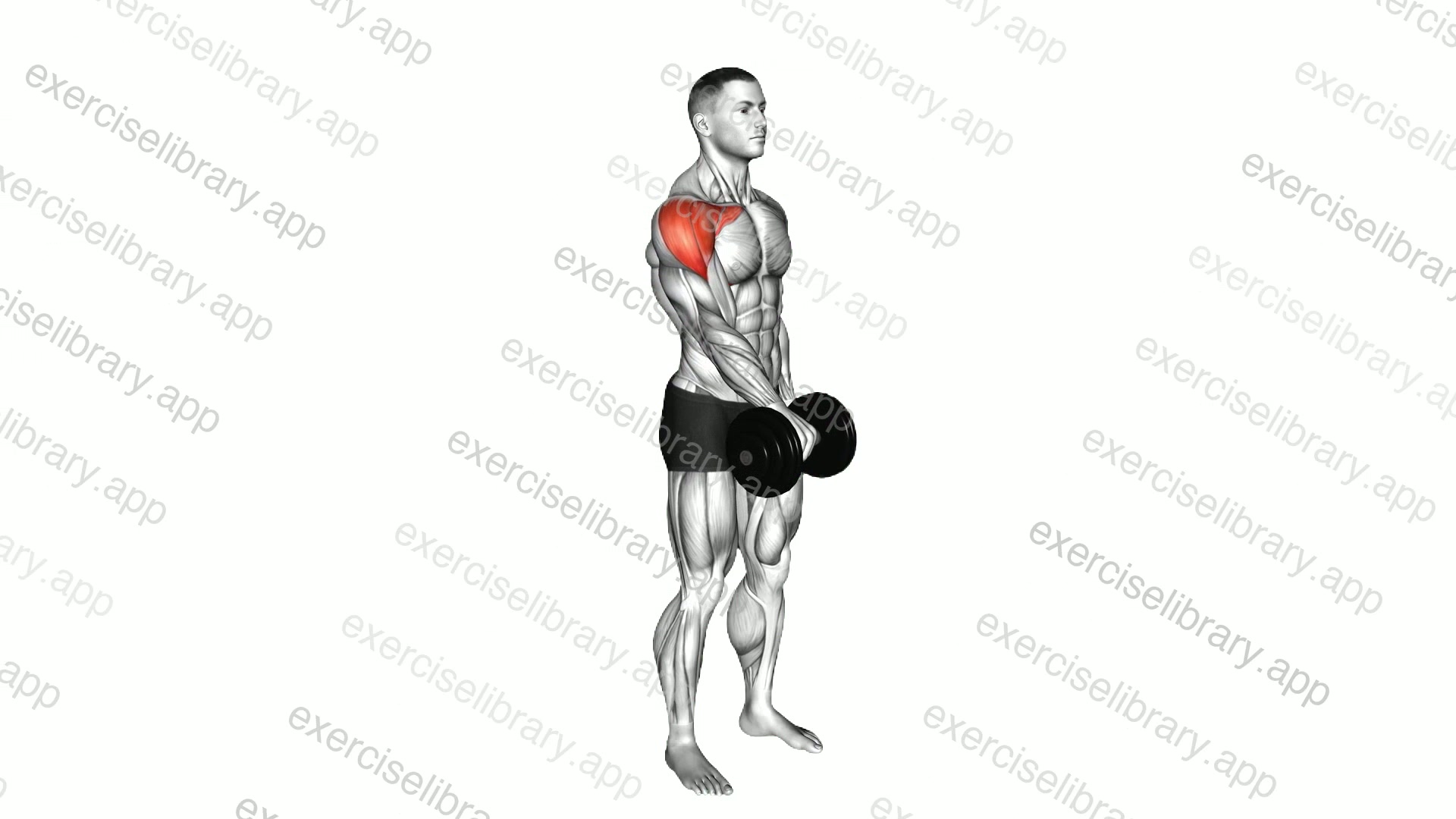 Dumbbell One Arm Front Raise demonstration