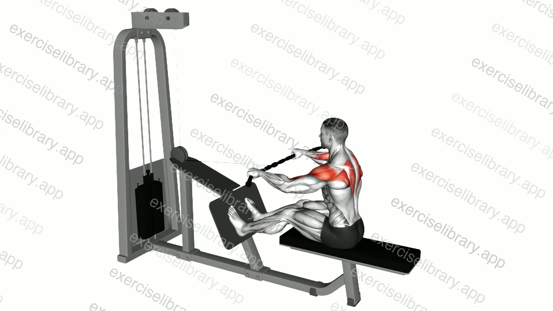 Cable Rear Delt Row demonstration