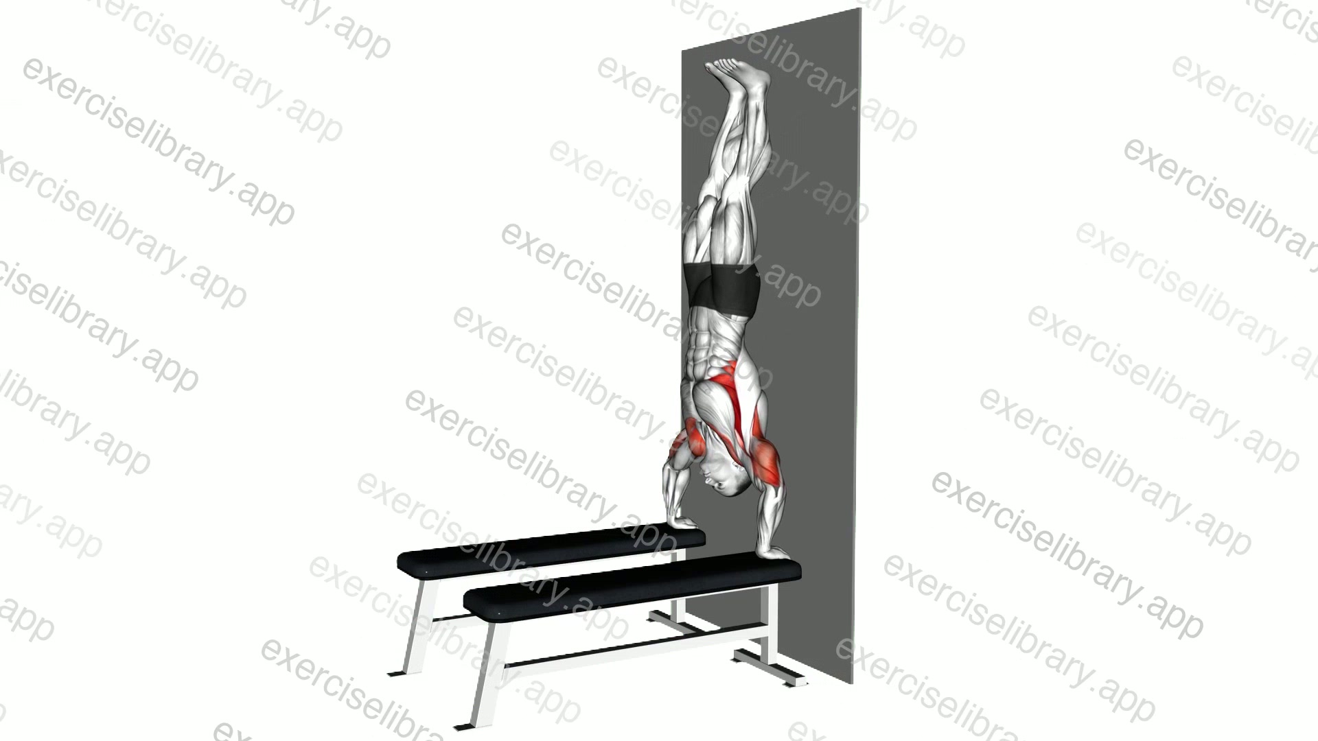 Handstand Shoulder Press with Wall demonstration
