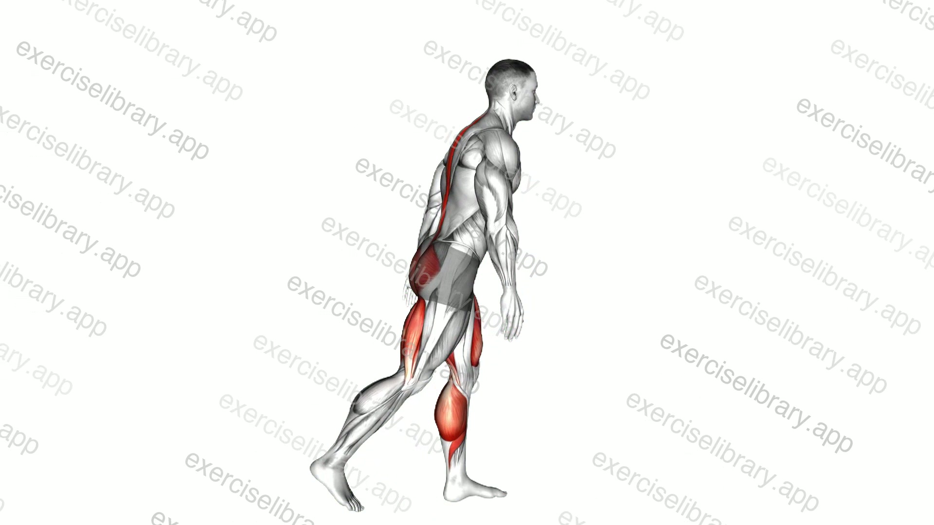 Bodyweight Single Leg Deadlift demonstration