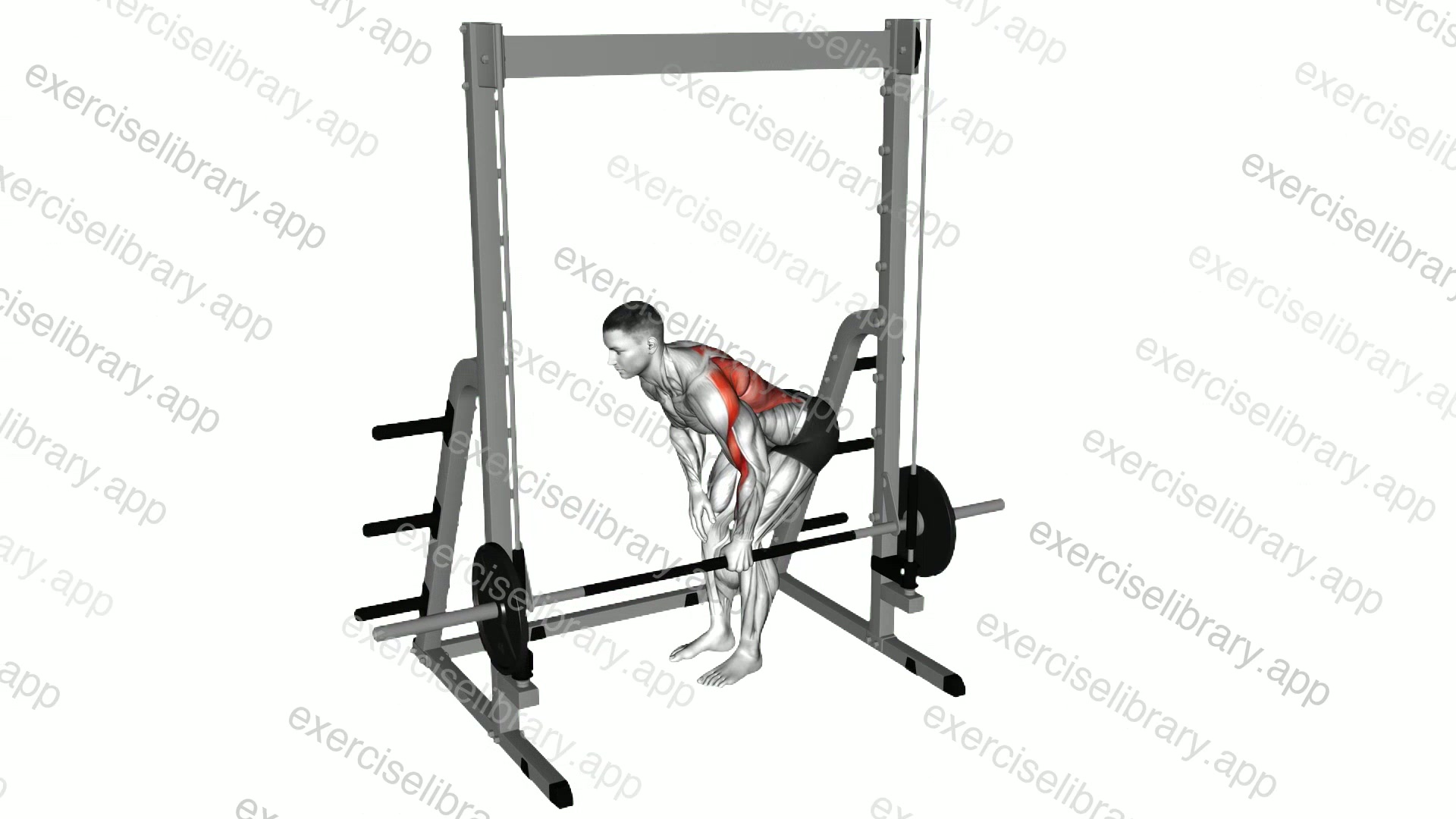 Smith Single Arm Bent Over Row demonstration