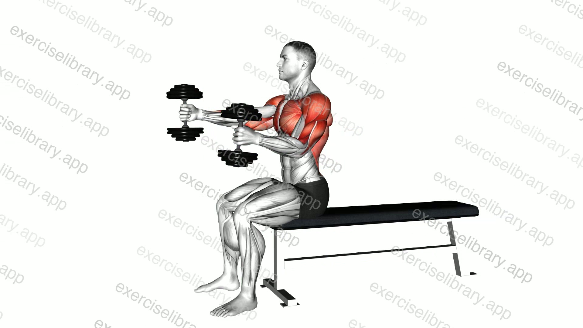 Dumbbell Seated Upright Alternate Squeeze Press demonstration