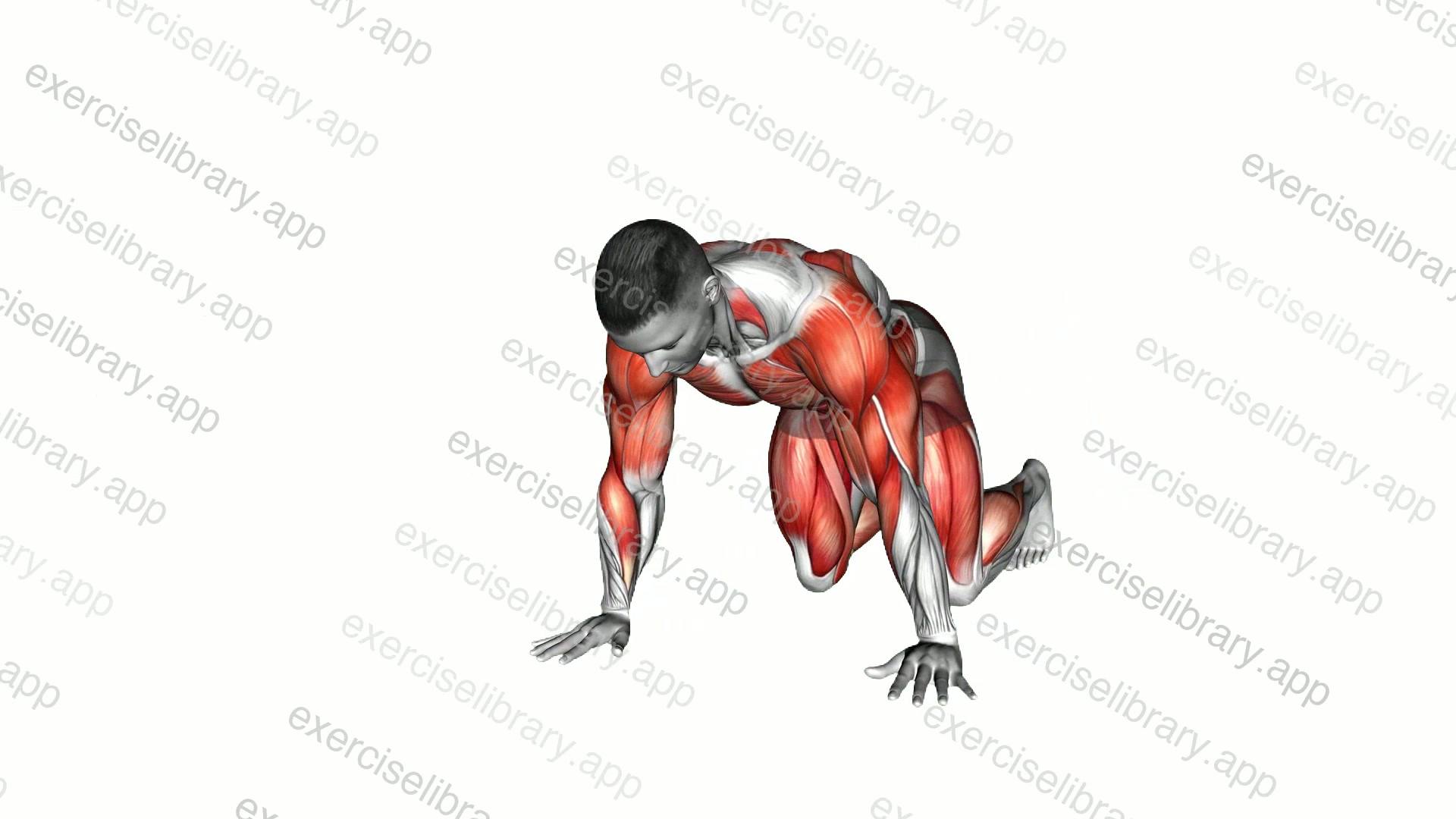 Side Bear Crawl demonstration