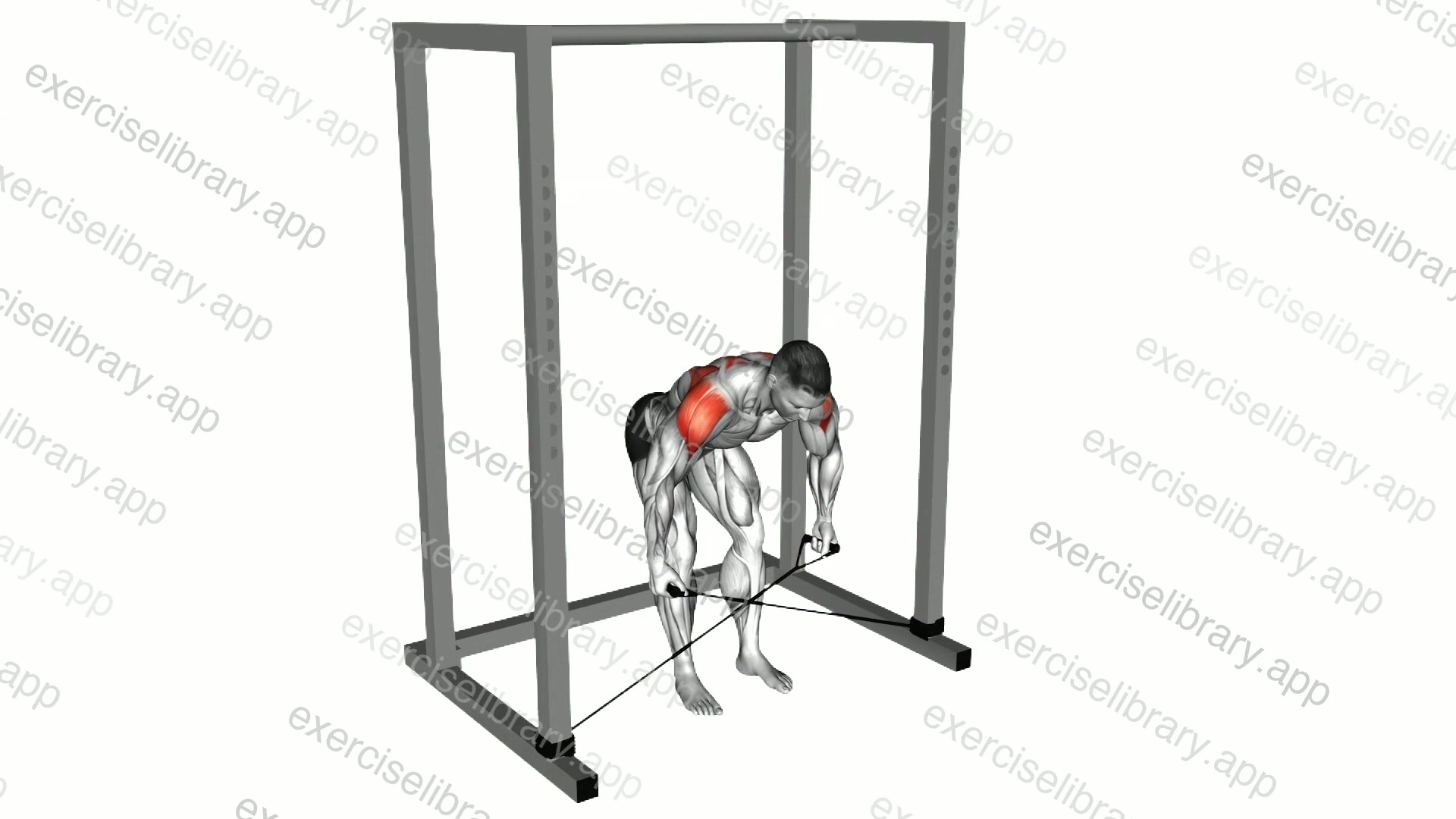 Band bent over rear lateral raise demonstration
