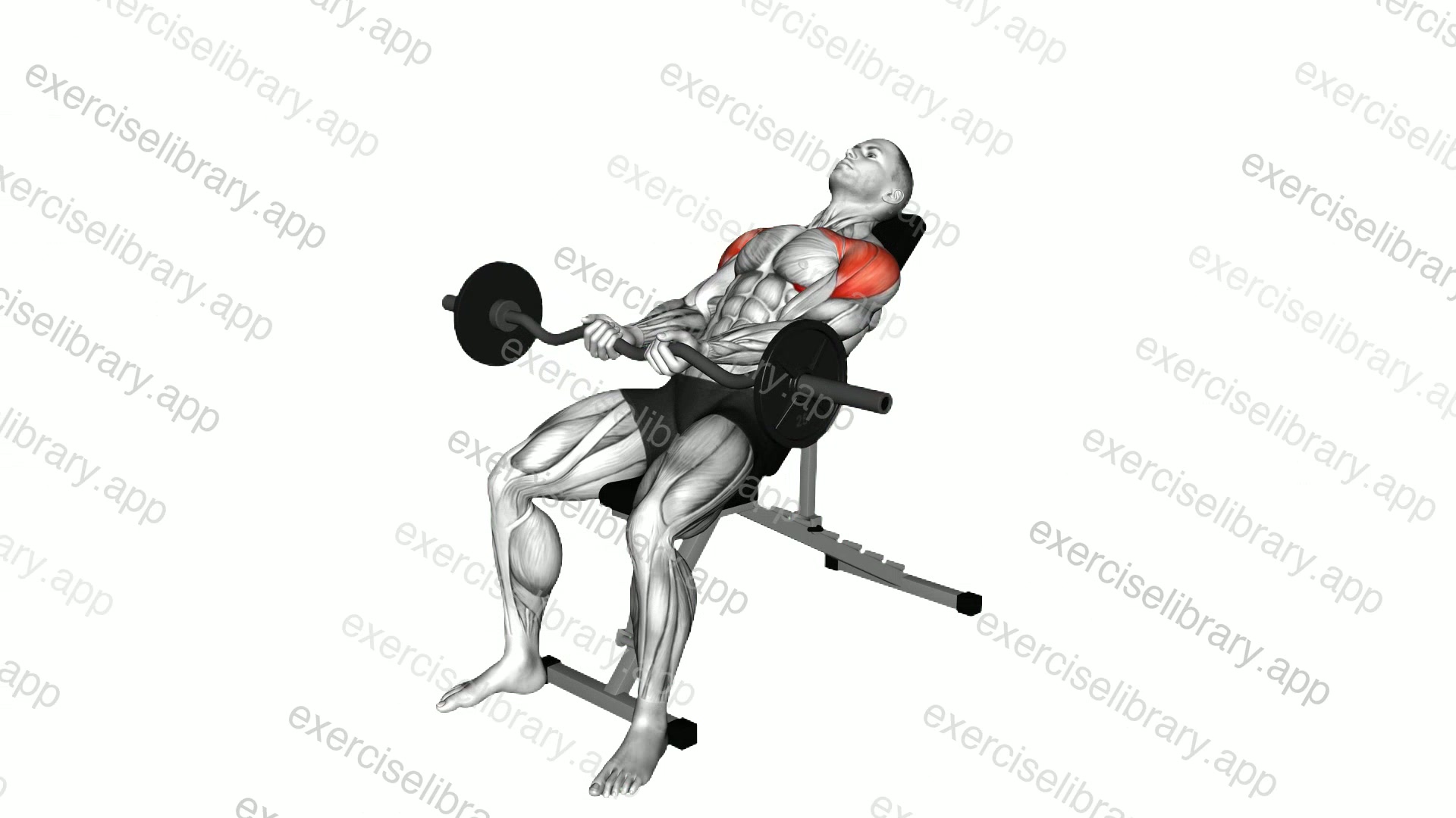 EZ bar Incline Front Raise demonstration