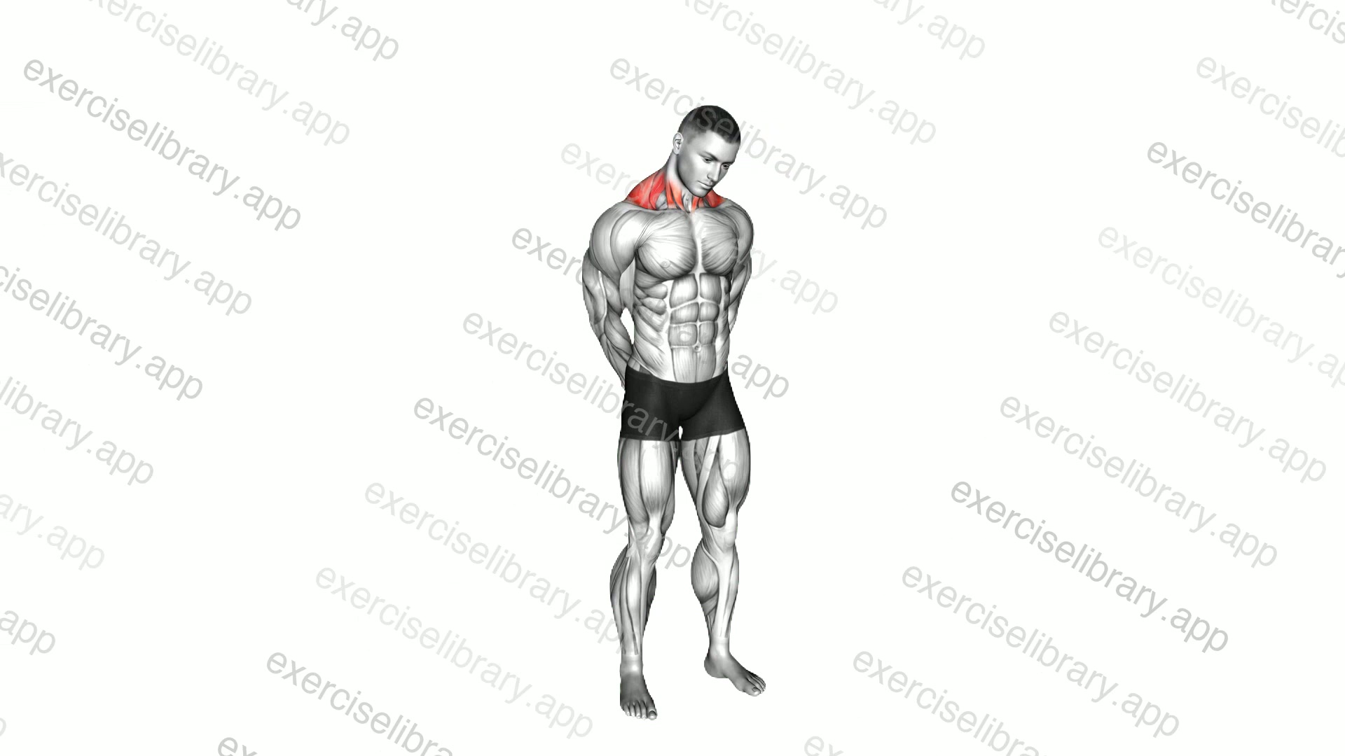 Neck Circle Stretch demonstration