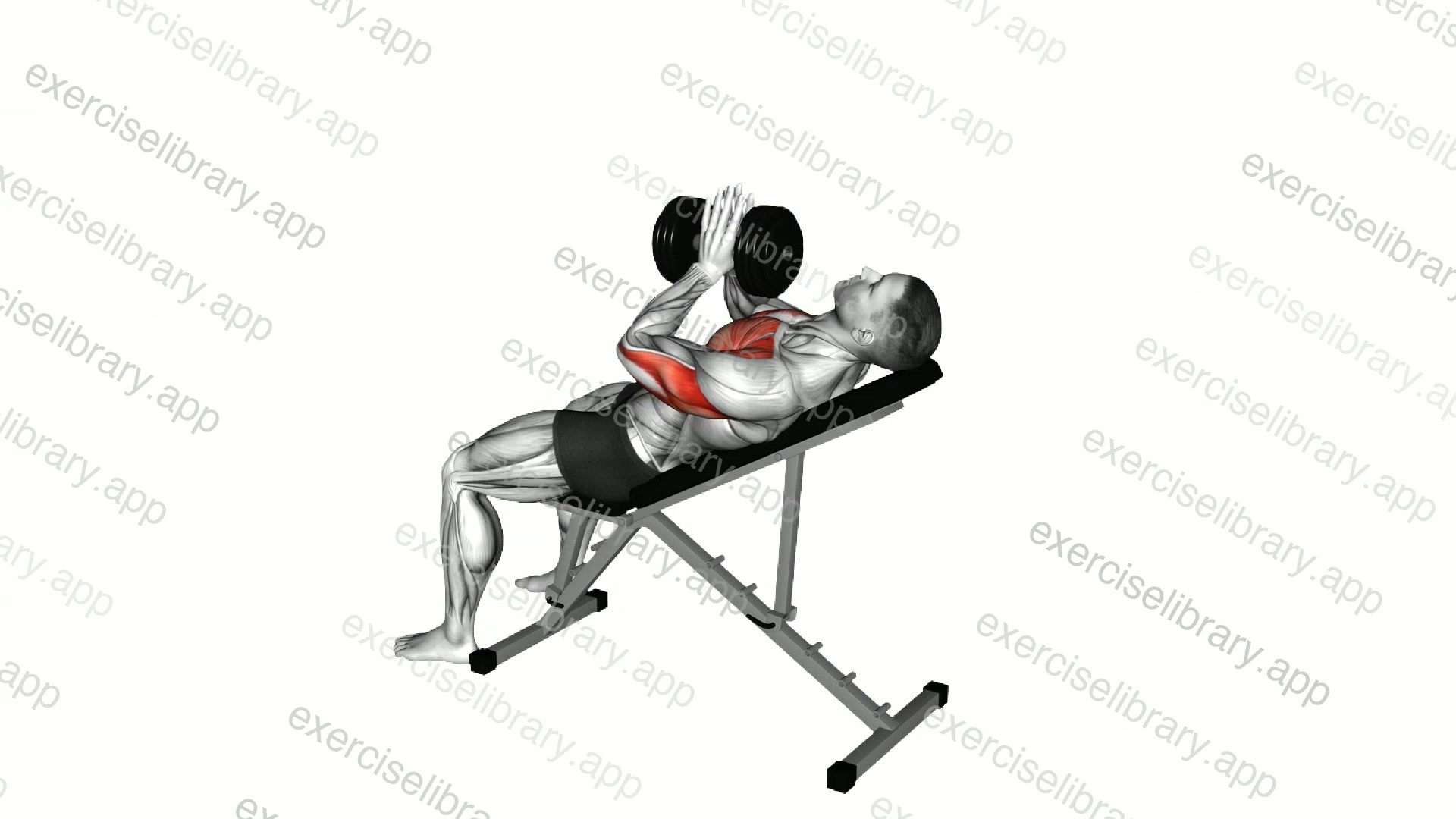 Dumbbell Incline Close grip Press Variation demonstration