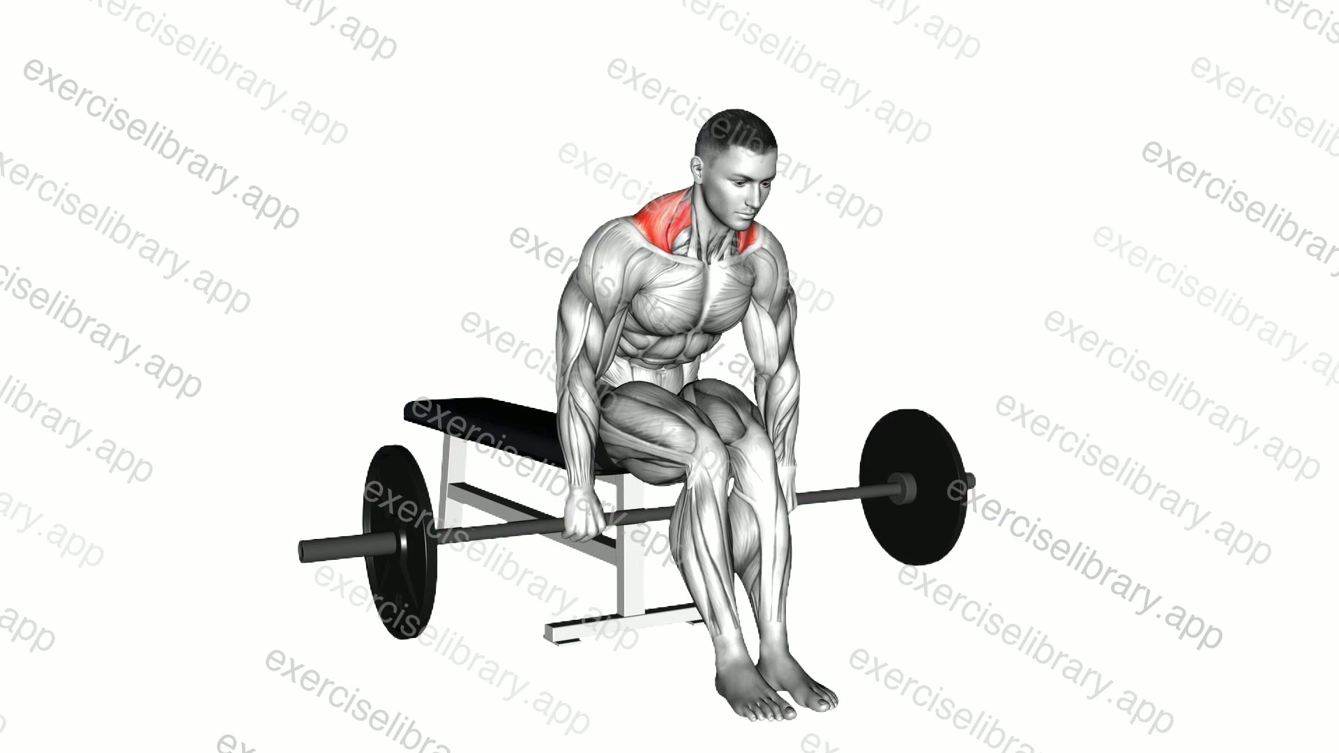 Barbell Seated Shrug demonstration
