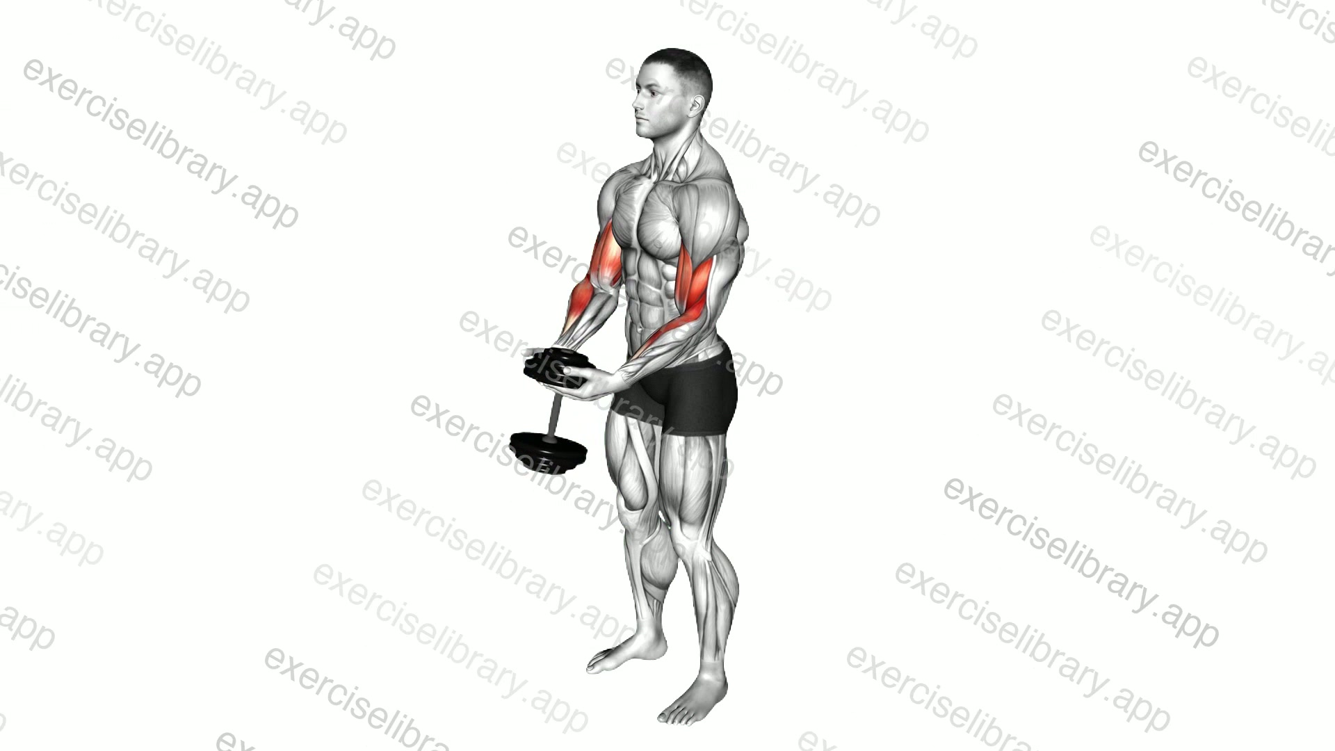 Dumbbell Standing Single Spider Curl demonstration