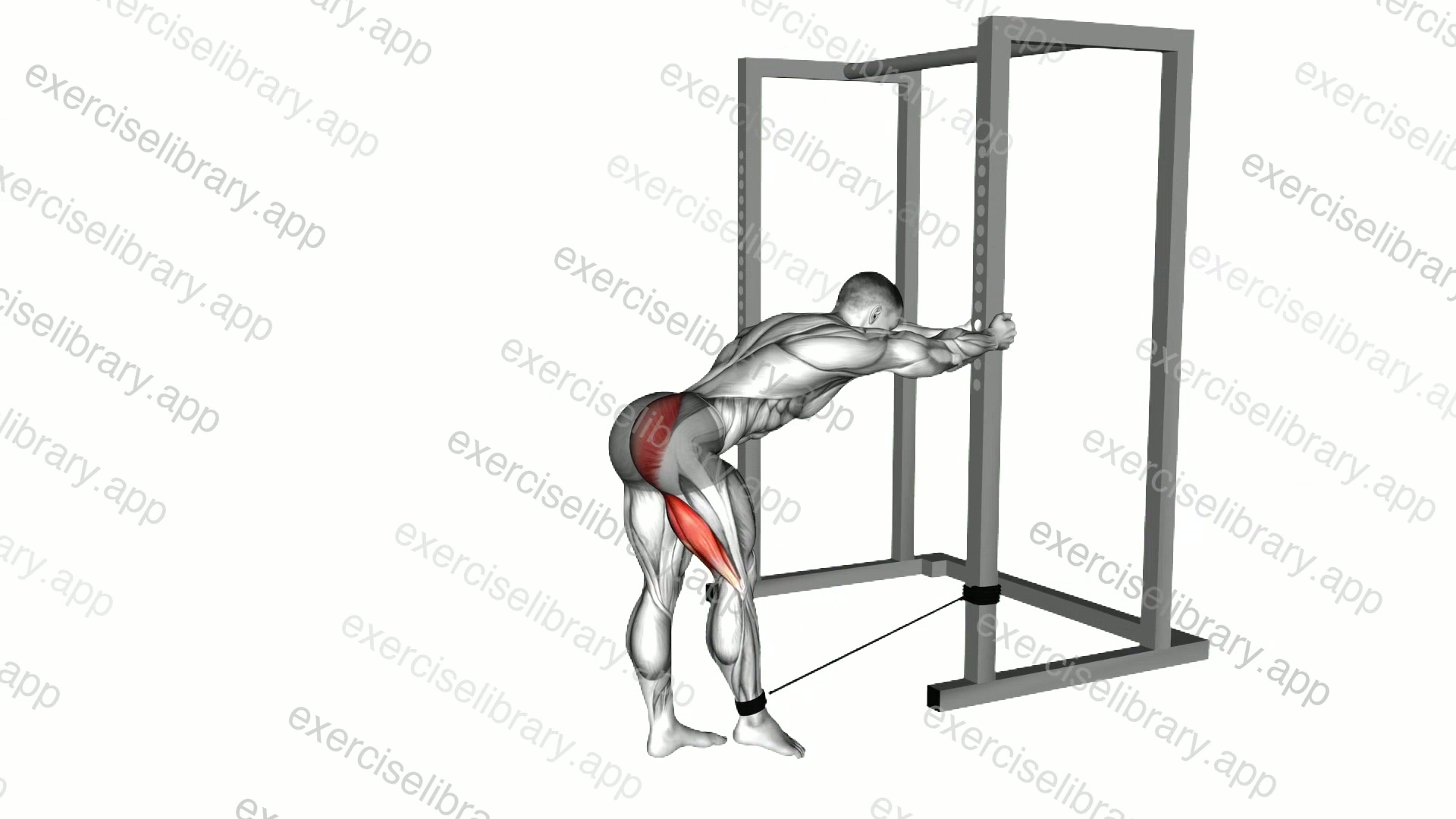 Band Bent over Hip Extension demonstration