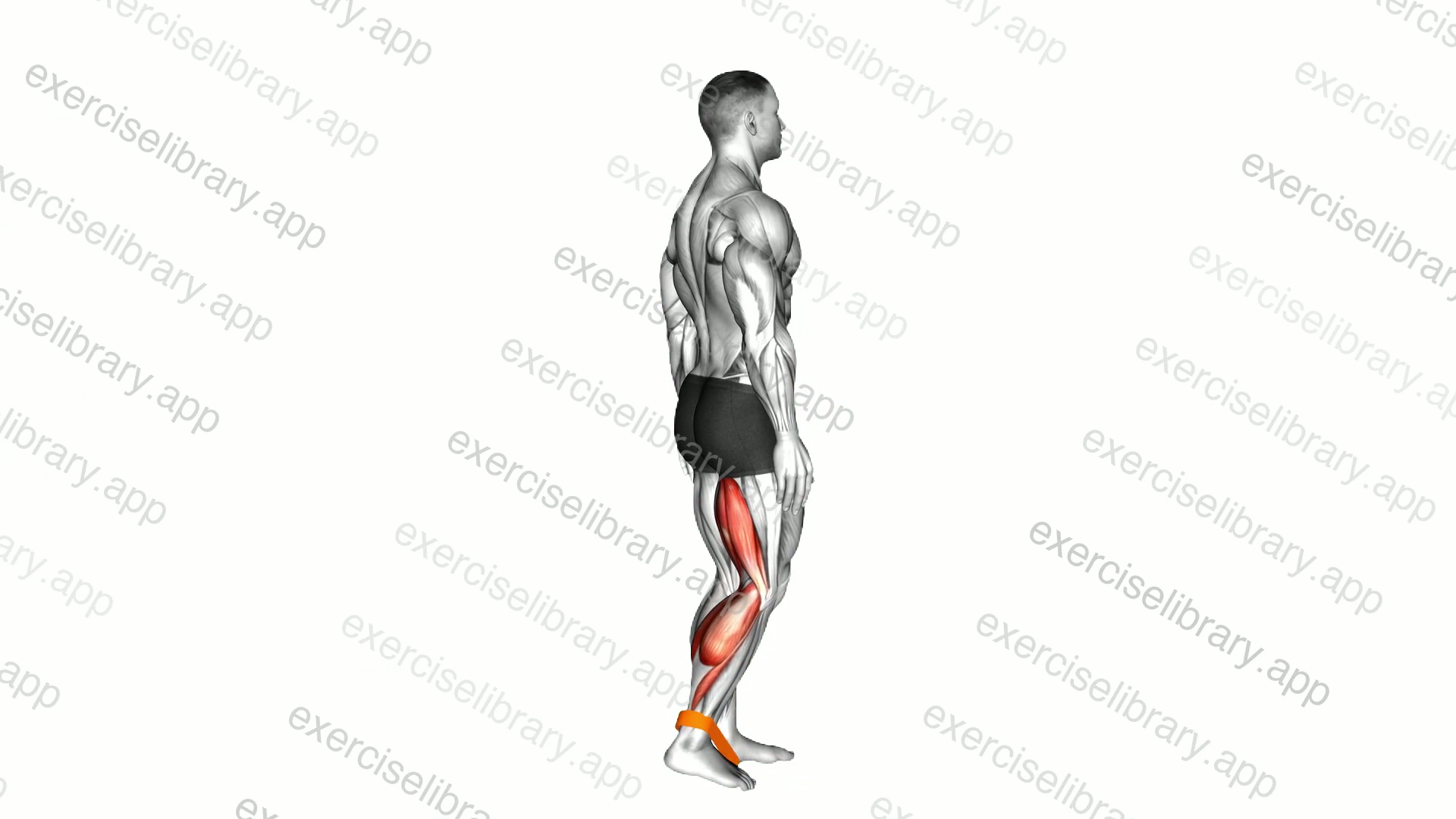 Resistance Band Leg Curl demonstration