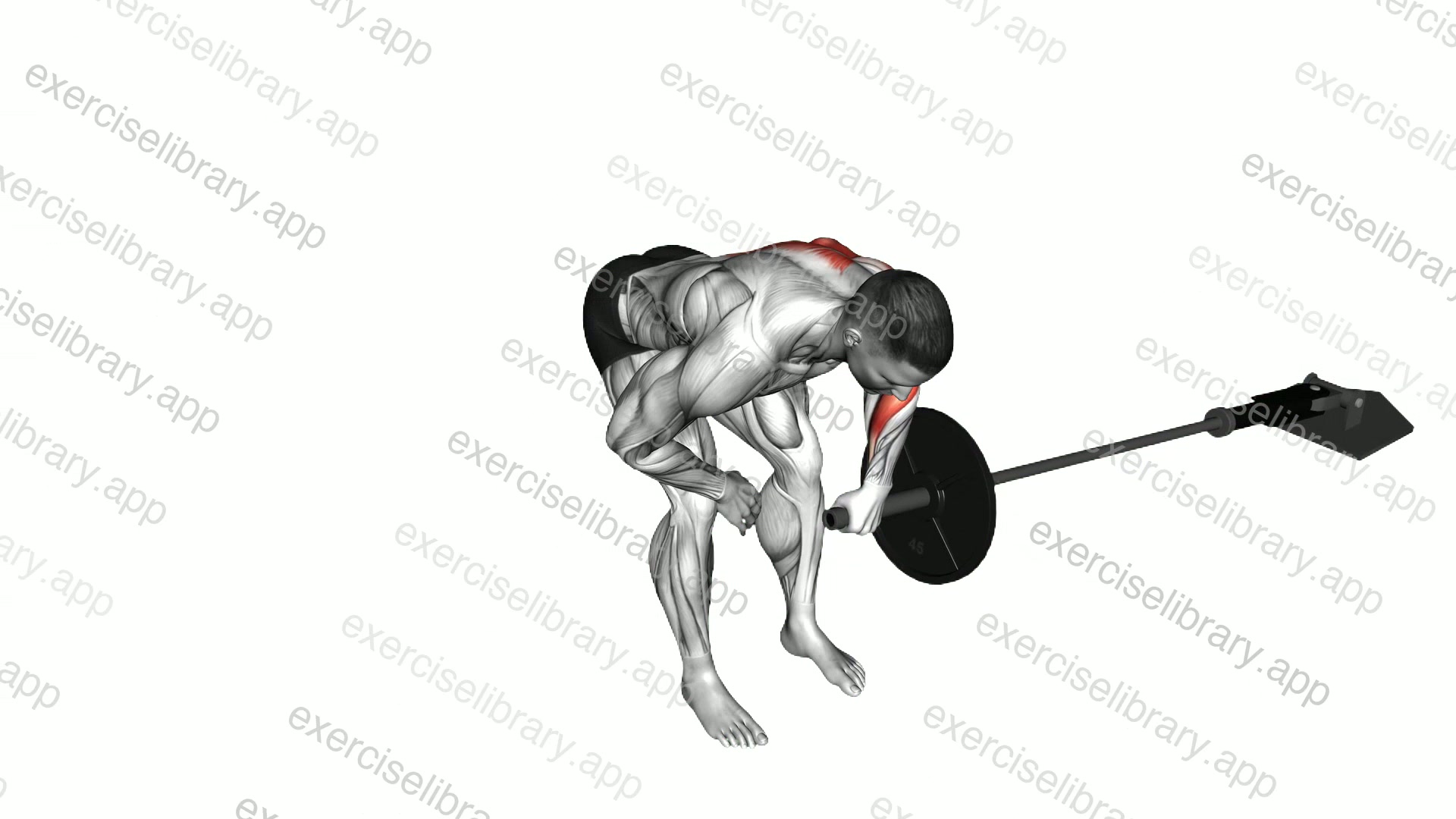 Landmine One Arm Bent Over Row demonstration