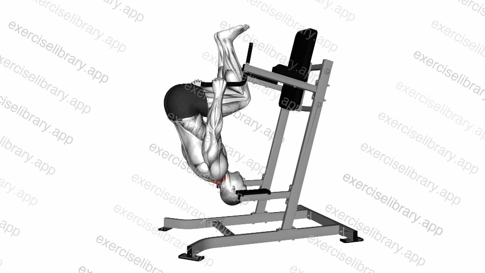 Inverted Shrug demonstration