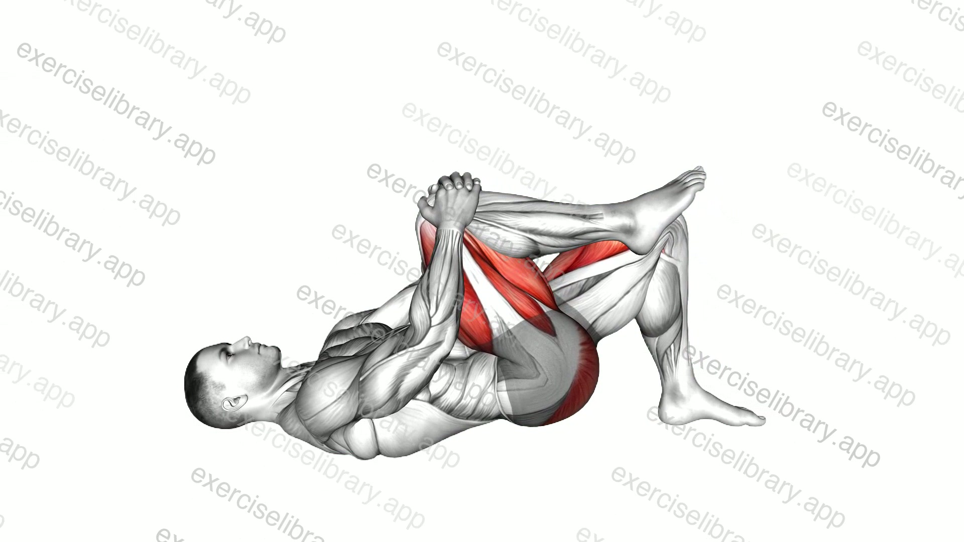 Single Leg Glute Bridge with Knee to Chest demonstration