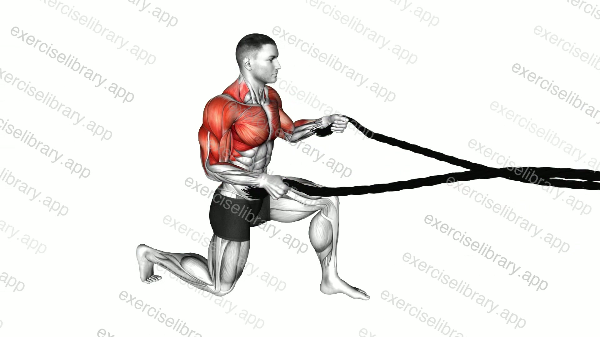 Battling Ropes Half Kneeling demonstration