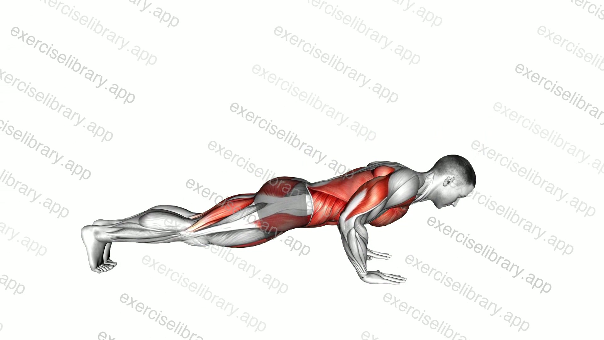 Bird Dog Push Up demonstration