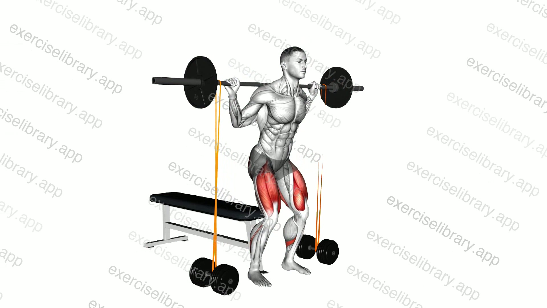 Barbell Banded Bench Squat demonstration