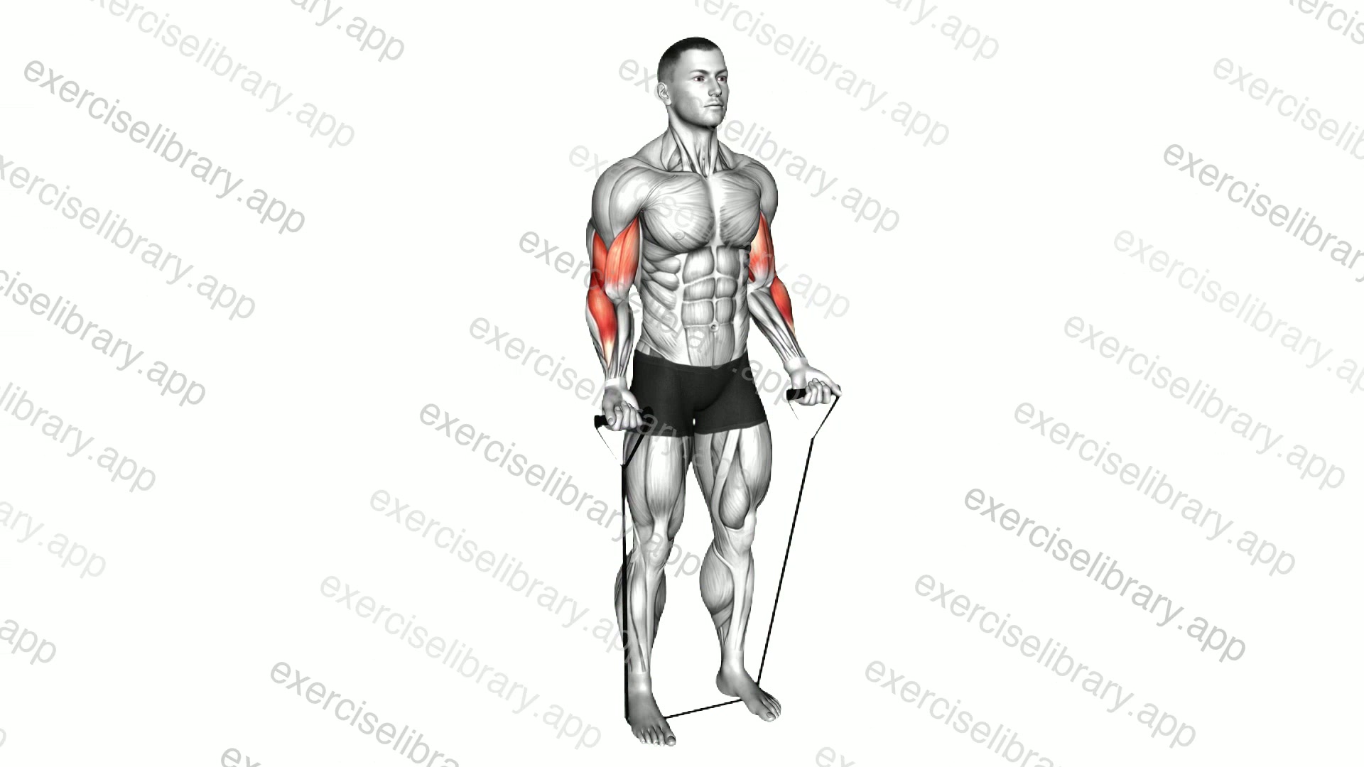 Band Biceps Curl demonstration