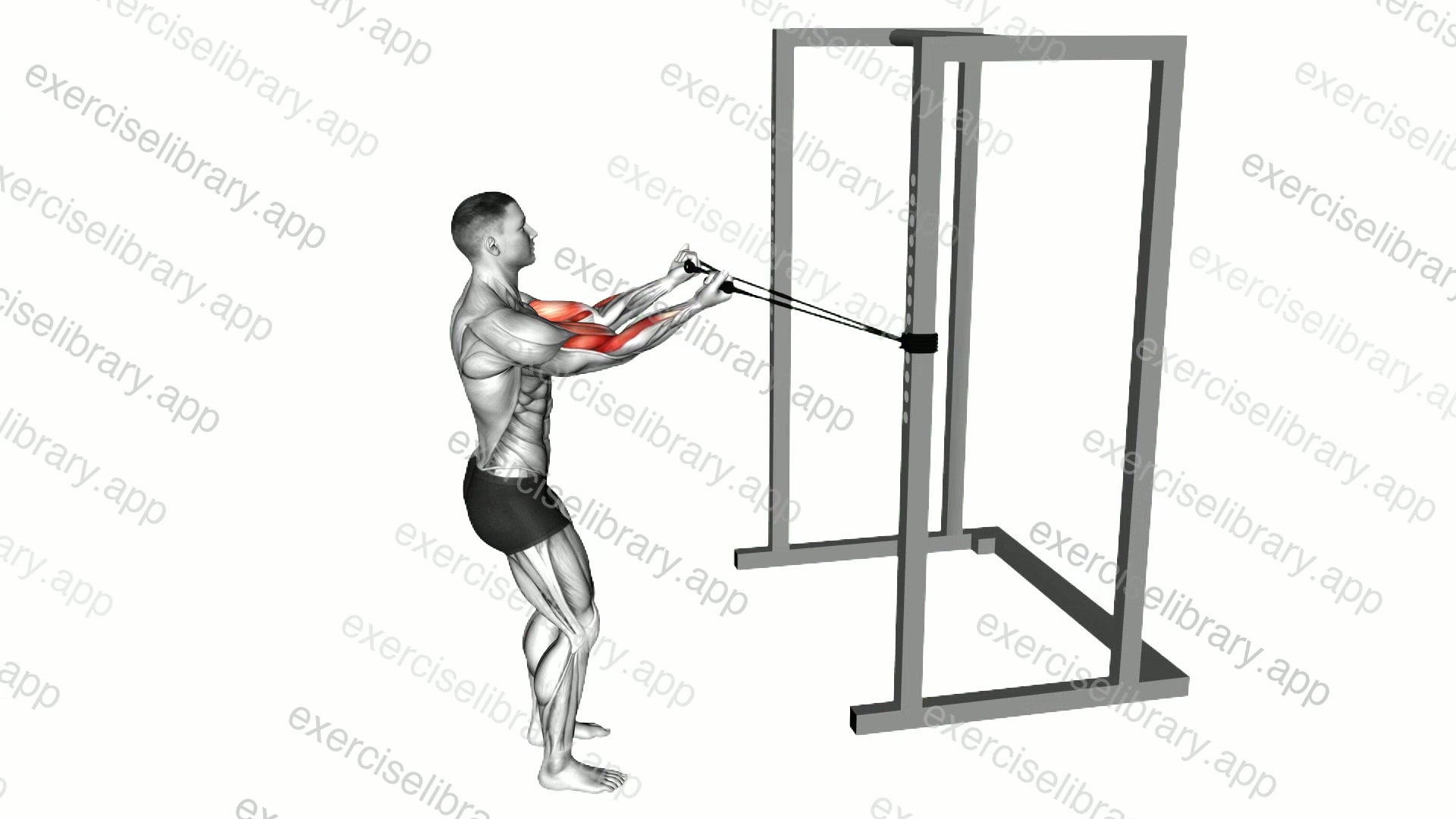 Band Horizontal Biceps Curl demonstration