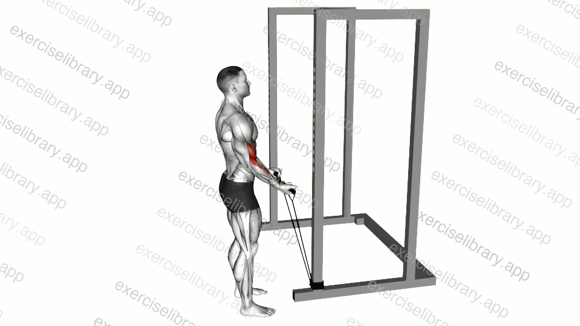 Band Standard Biceps Curl demonstration