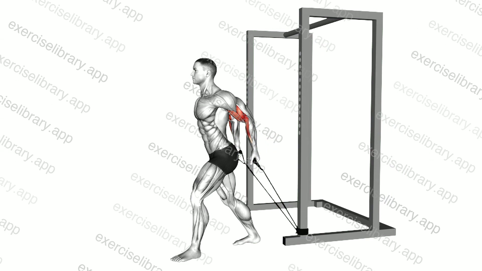 Band 45 degrees Biceps Curl demonstration