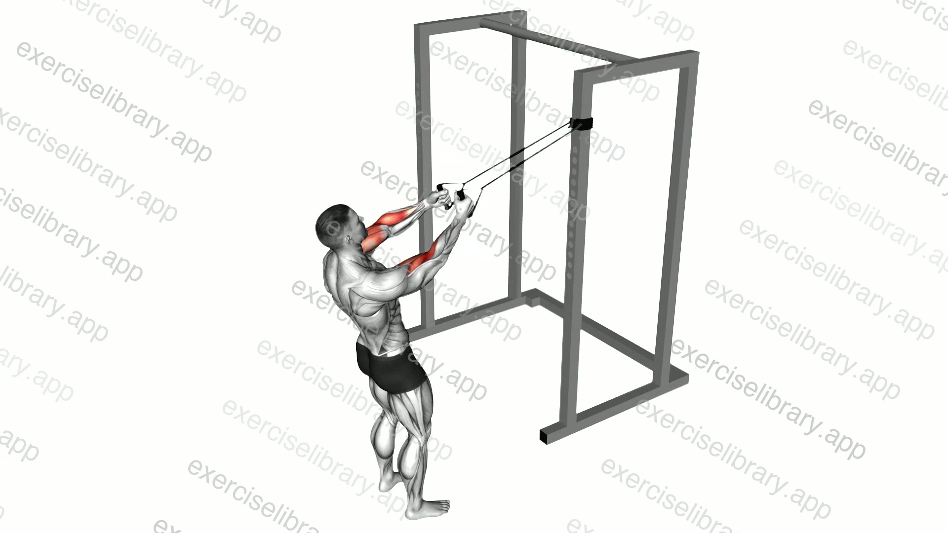 Band Cross Chest Biceps Curl demonstration