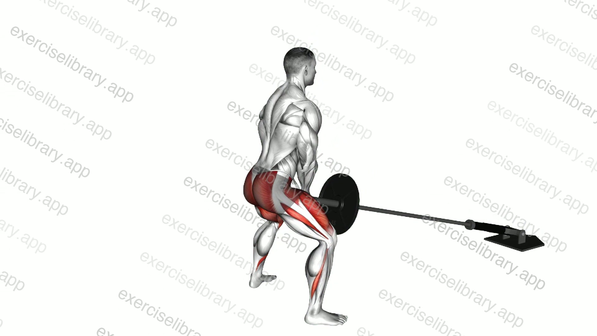Landmine Sumo Squat demonstration