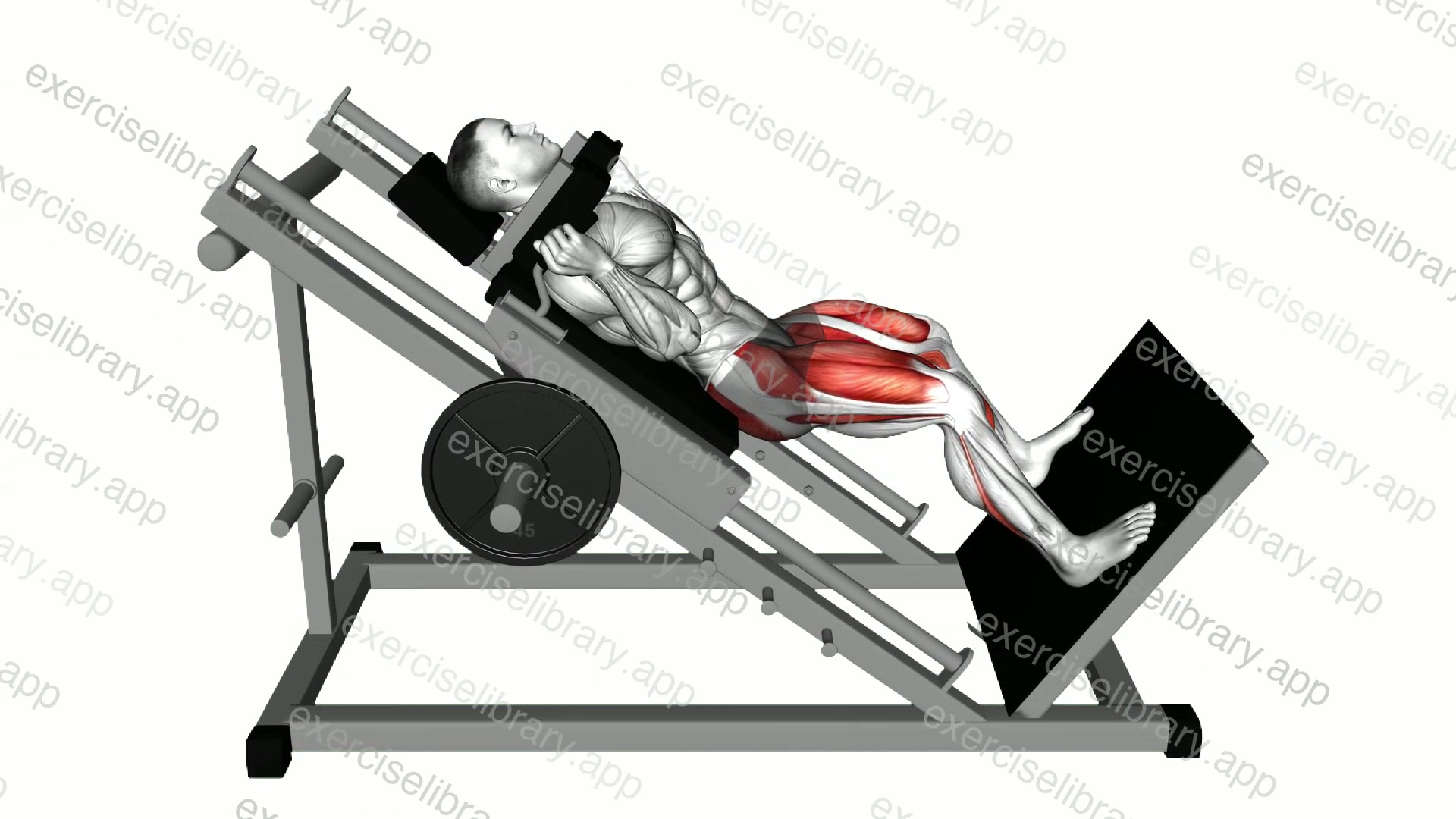 Sled Wide Hack Squat demonstration
