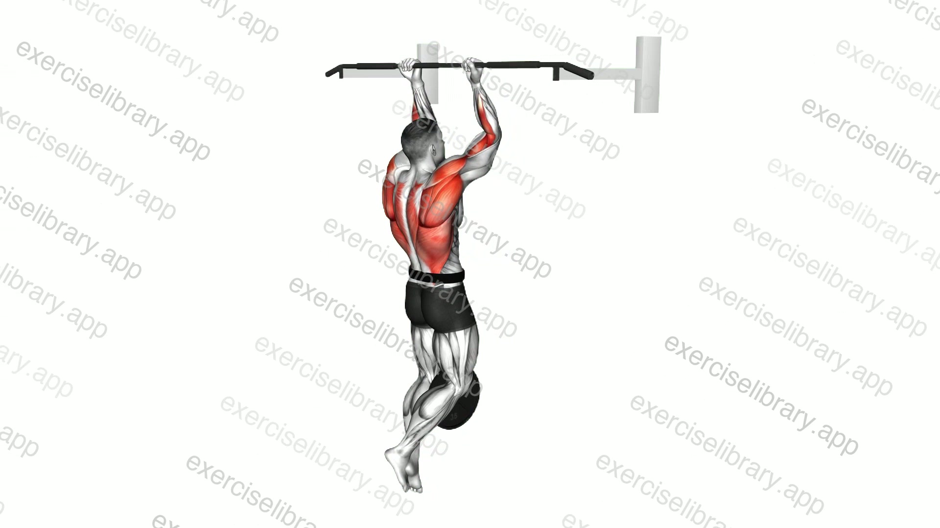 Weighted Chin-up demonstration