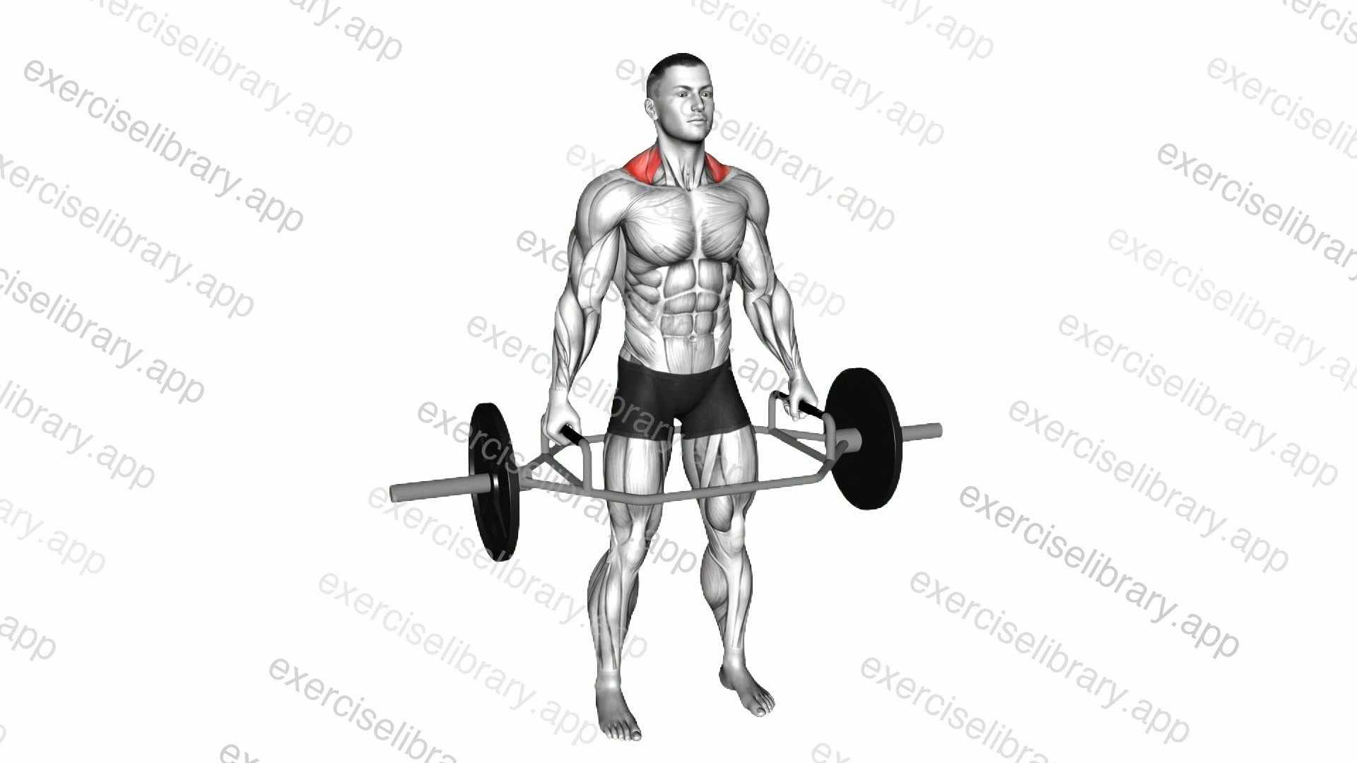 Trap Bar Standing Shrug demonstration