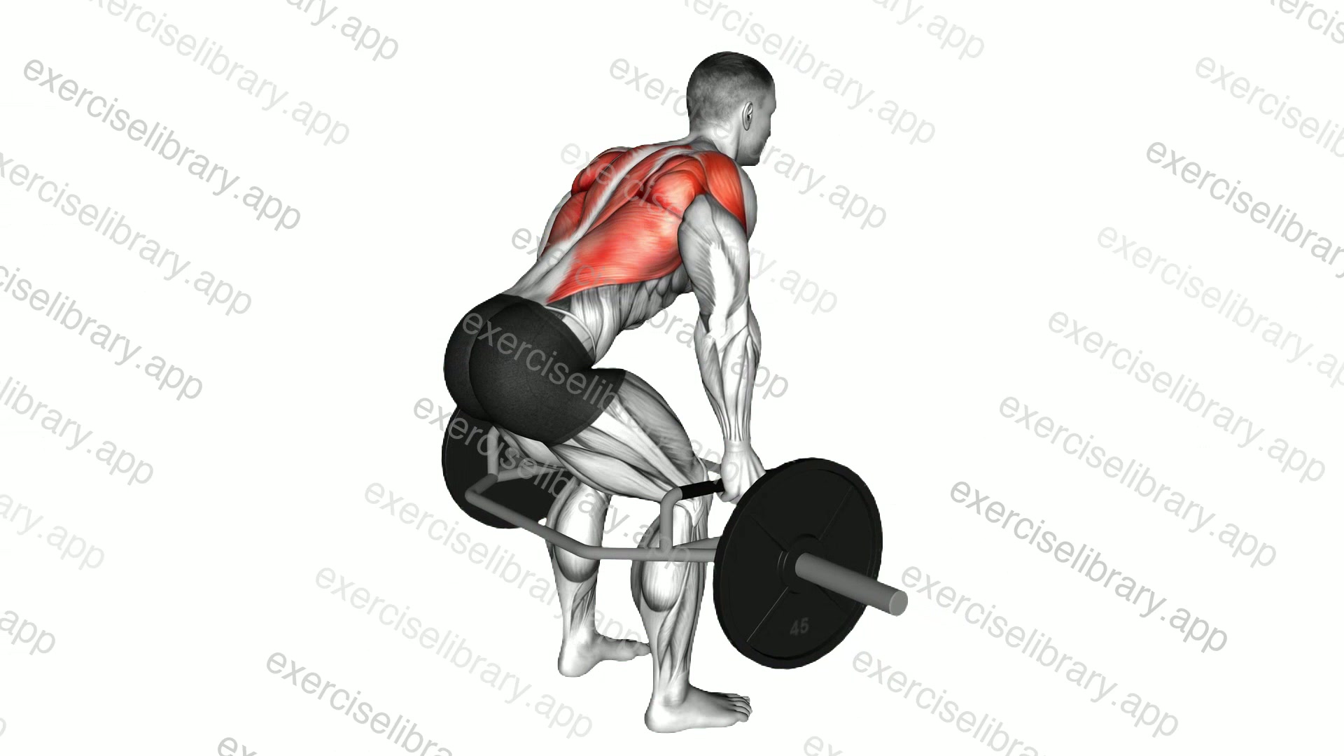 Trap Bar Bent Over Row demonstration