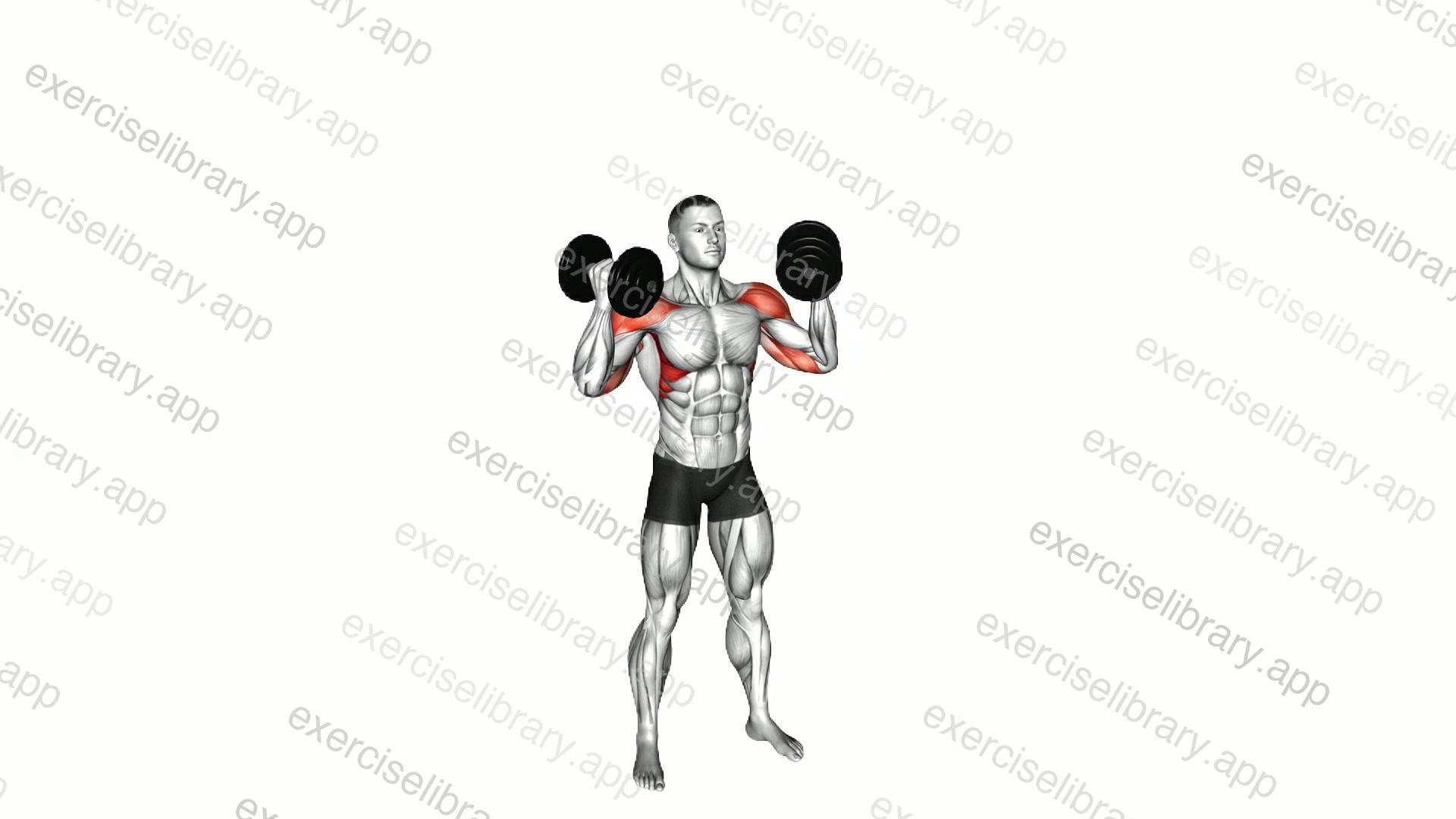 Dumbbell Standing Arnold Press demonstration
