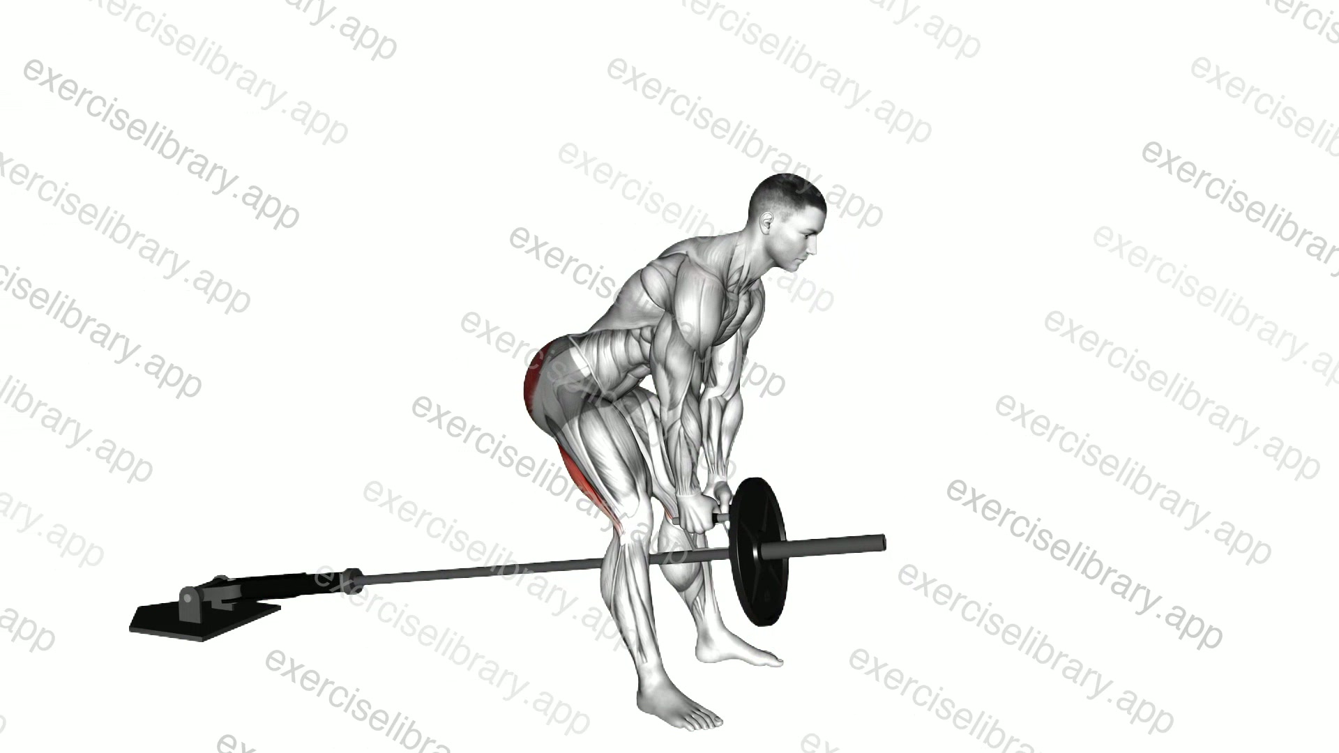 Landmine Romanian Deadlift demonstration